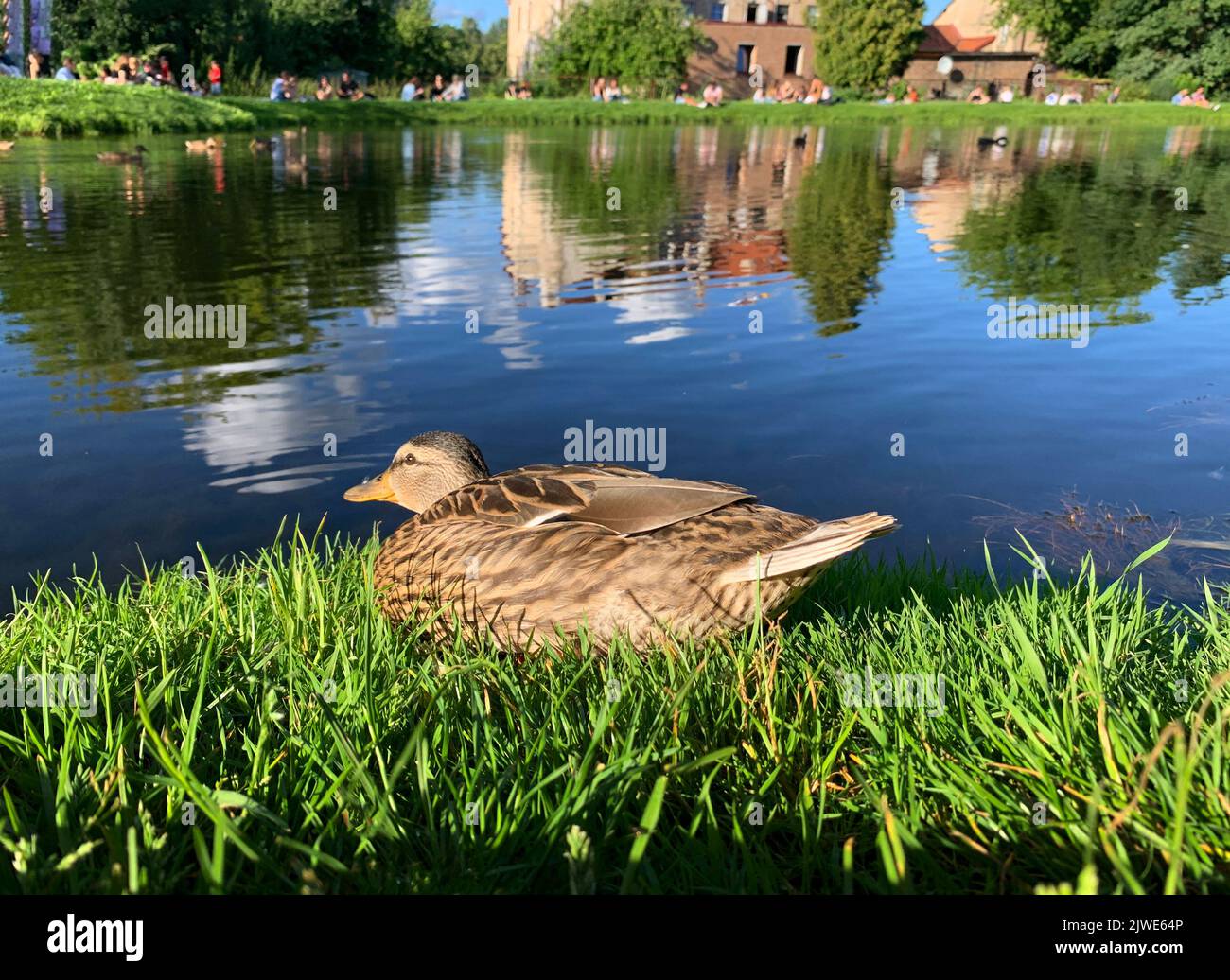 Gros plan d'un canard assis au bord d'un lac dans un parc avec des personnes au loin, Vilnius, Lituanie Banque D'Images