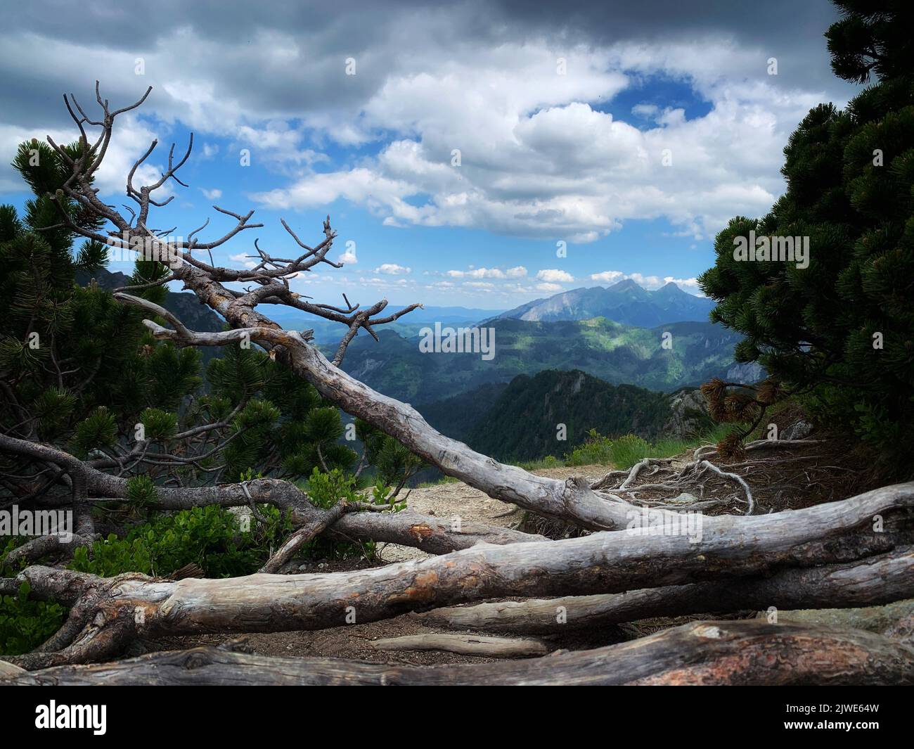 Arbres tombés dans les montagnes Tatra, Zakopane, Pologne du Sud, Pologne Banque D'Images