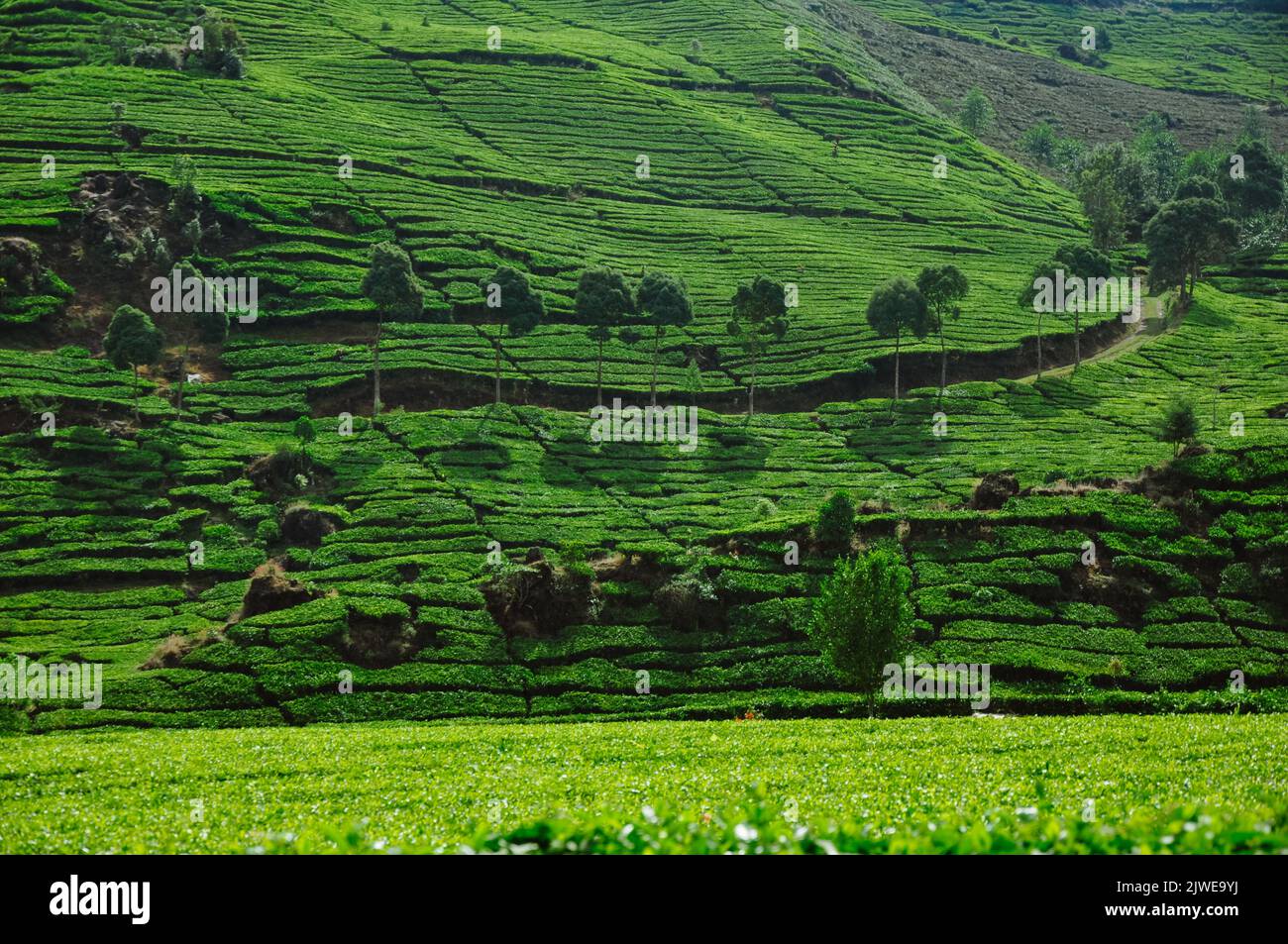 Plantation de thé sur une colline, South Bandung, Indonésie Banque D'Images