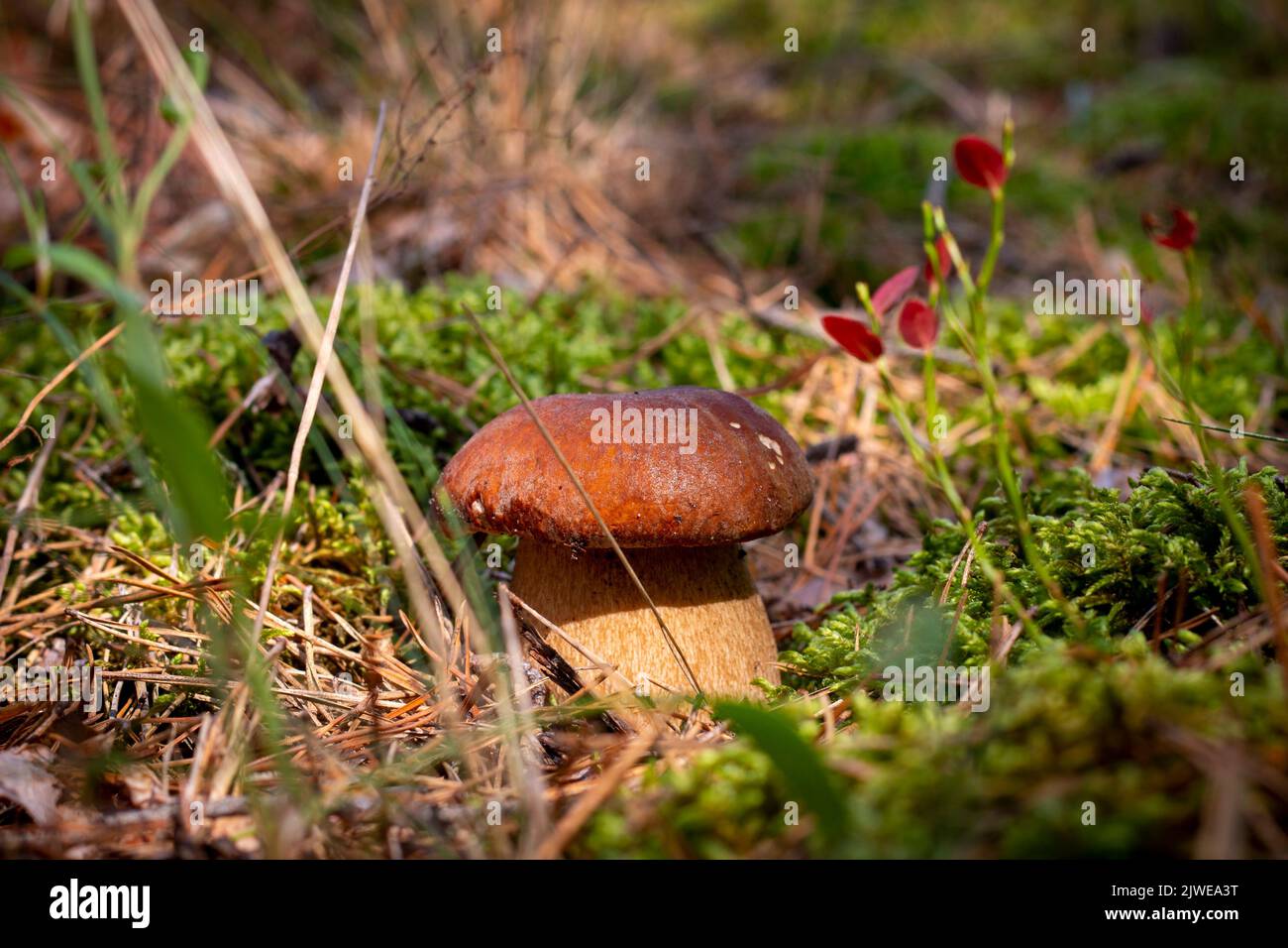 Saison des champignons porcini pousse dans le jour ensoleillé automne ramasser les champignons. Une alimentation végétarienne saine qui grandit dans la nature. Plantes biologiques en bois Banque D'Images
