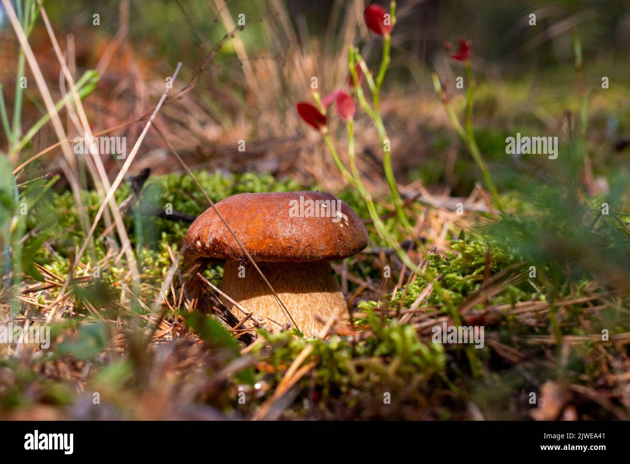 La saison des champignons porcini pousse dans la forêt ensoleillée. Automne cueillez les champignons. Une alimentation végétarienne saine qui grandit dans la nature. Plantes biologiques en bois Banque D'Images
