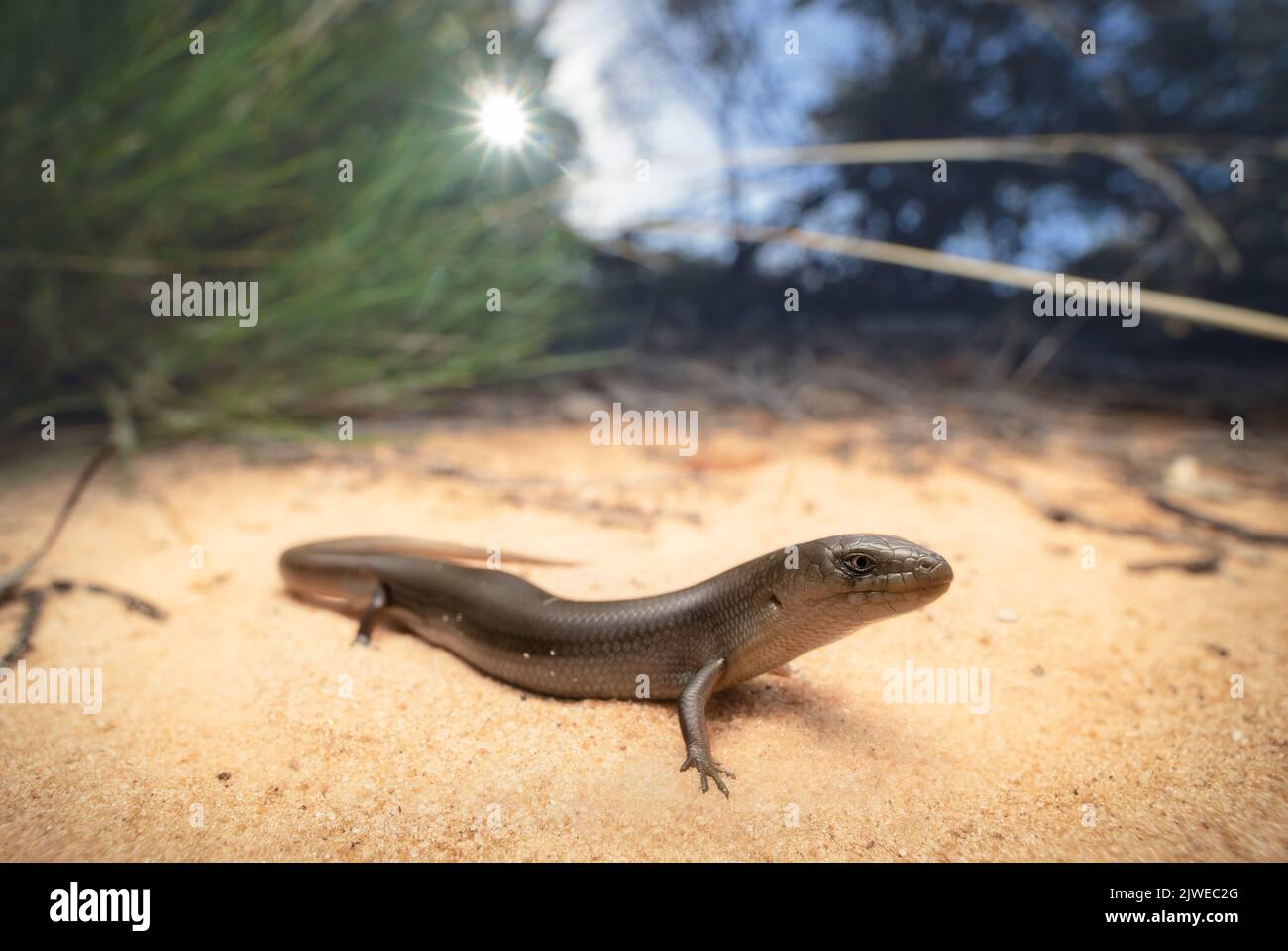 Le lézard à langue bleue mince (Cyclodomorphus melanops) de spinifex dans un habitat de mallée sablonneux, en Australie Banque D'Images