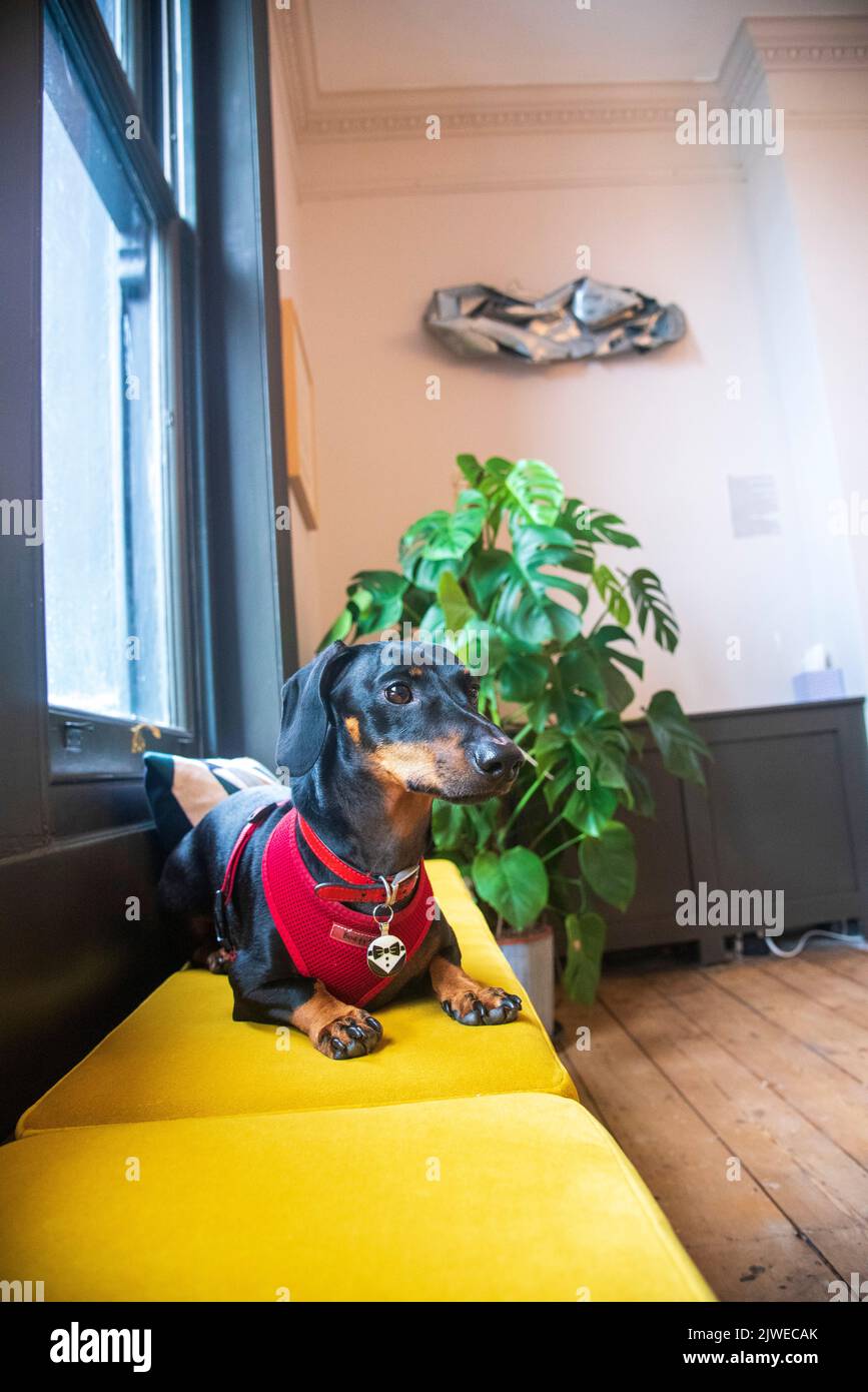 Nigel le chien de saucisse dans L'ESPACE de COWORKING à Brighton Banque D'Images