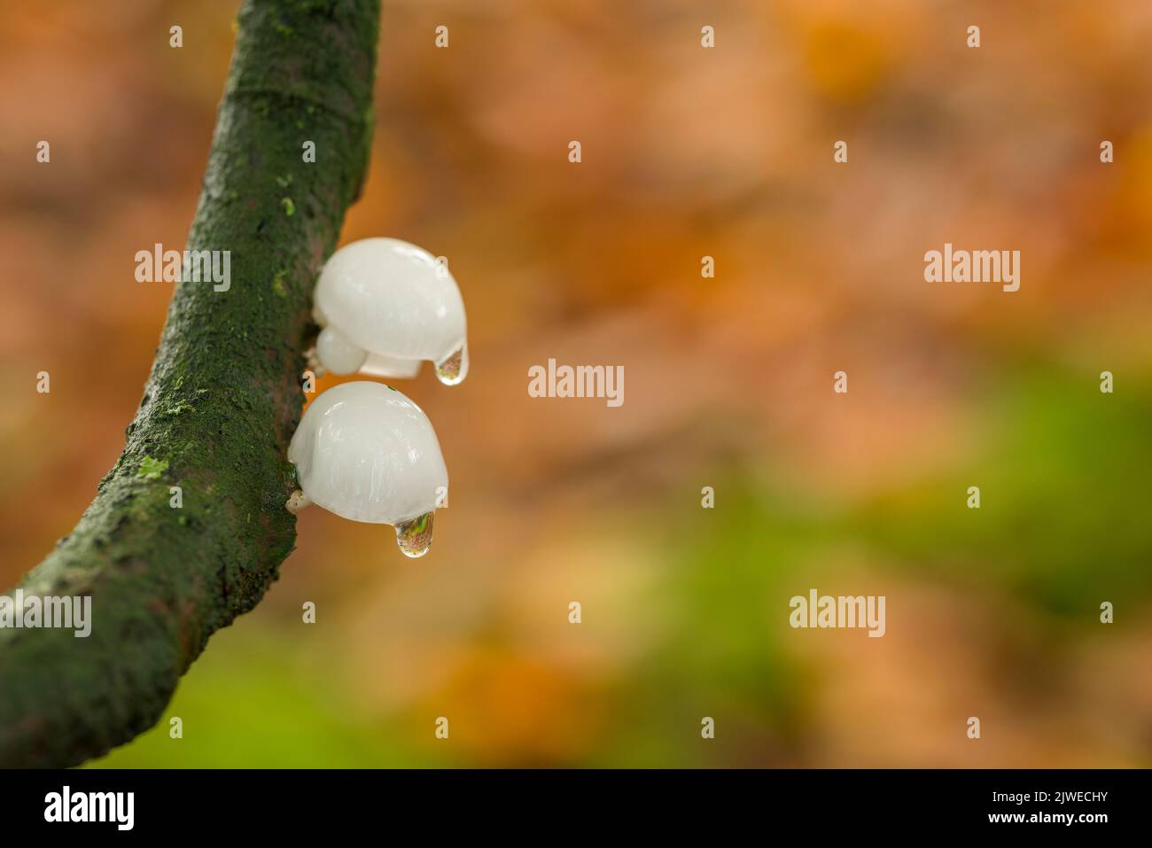 Le champignon immature de la porcelaine (Oudemansiella mucida) pousse en automne sur une petite branche dans un bois de hêtre du sud-ouest de l'Angleterre. Banque D'Images