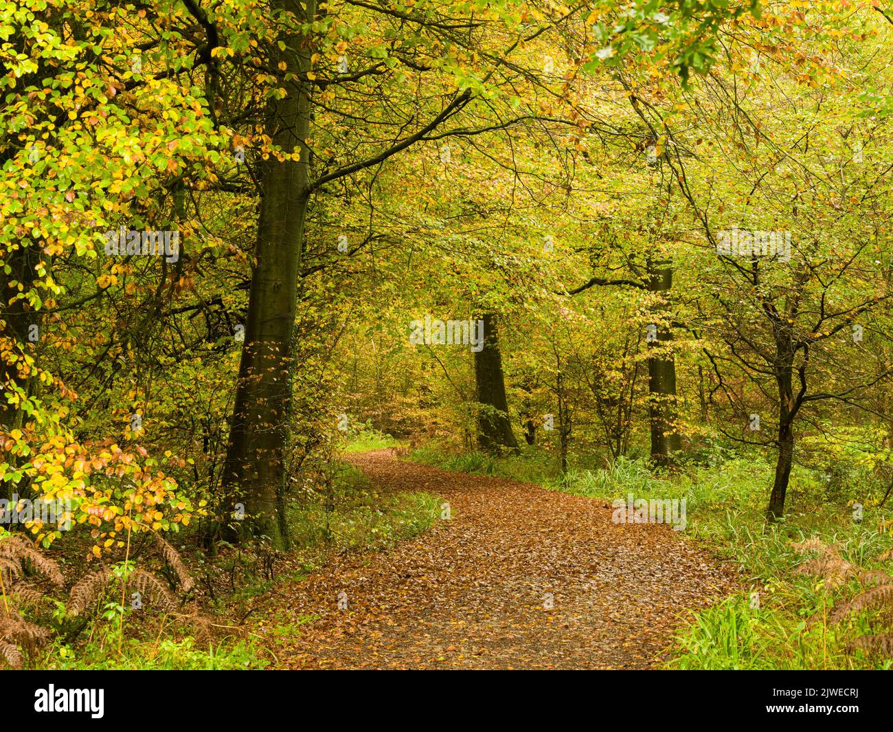 Un chemin à travers une forêt de hêtres en automne à Stockhill Wood dans le paysage national de Mendip Hills North Devon Coast, Somerset, Angleterre. Banque D'Images