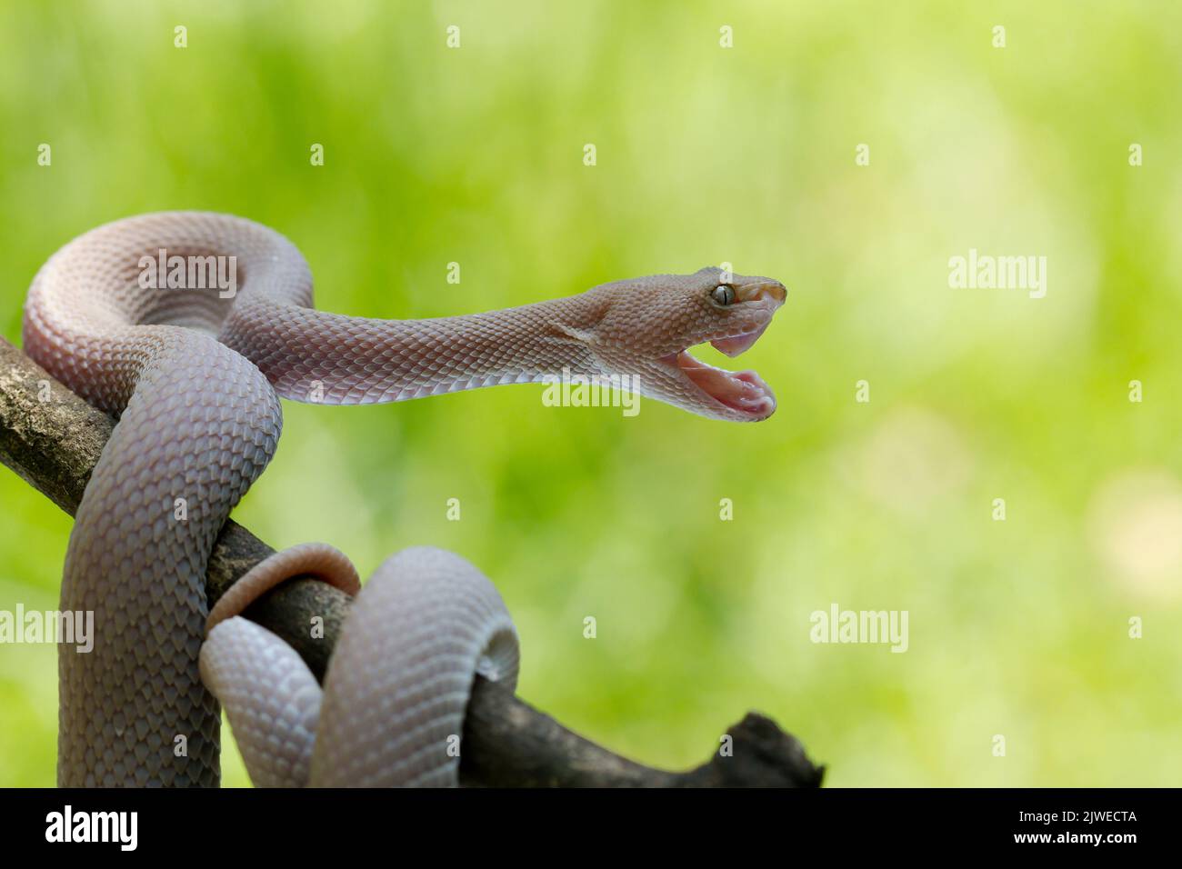 Vipère agressif de mangrove (Trimeresurus purpureomaculatus) sur une branche prête à frapper, Indonésie Banque D'Images