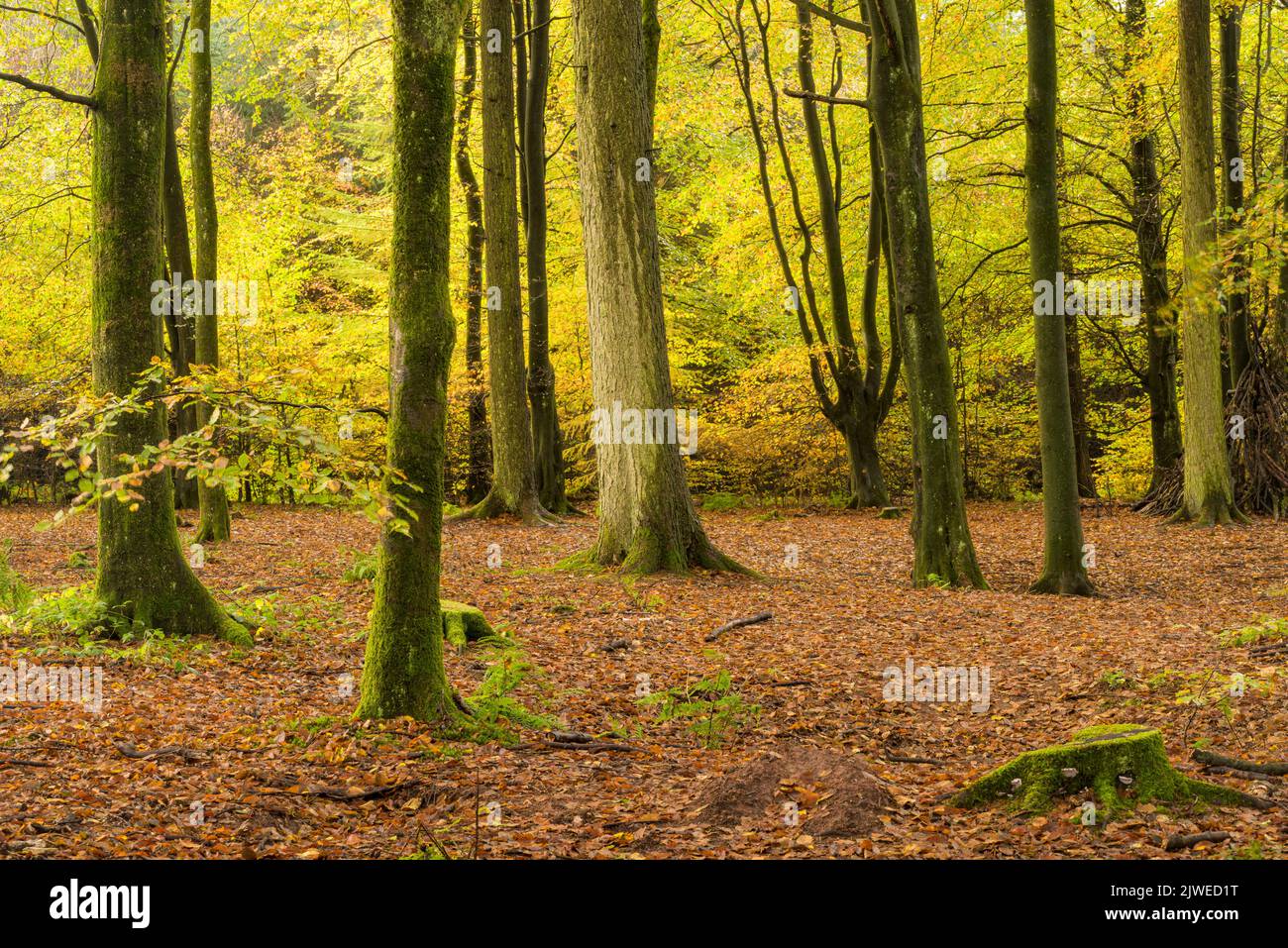 Couleur d'automne exposée dans un bois de hêtre à Stockhill Wood dans l'AONB de Mendip Hills, Somerset, Angleterre. Banque D'Images