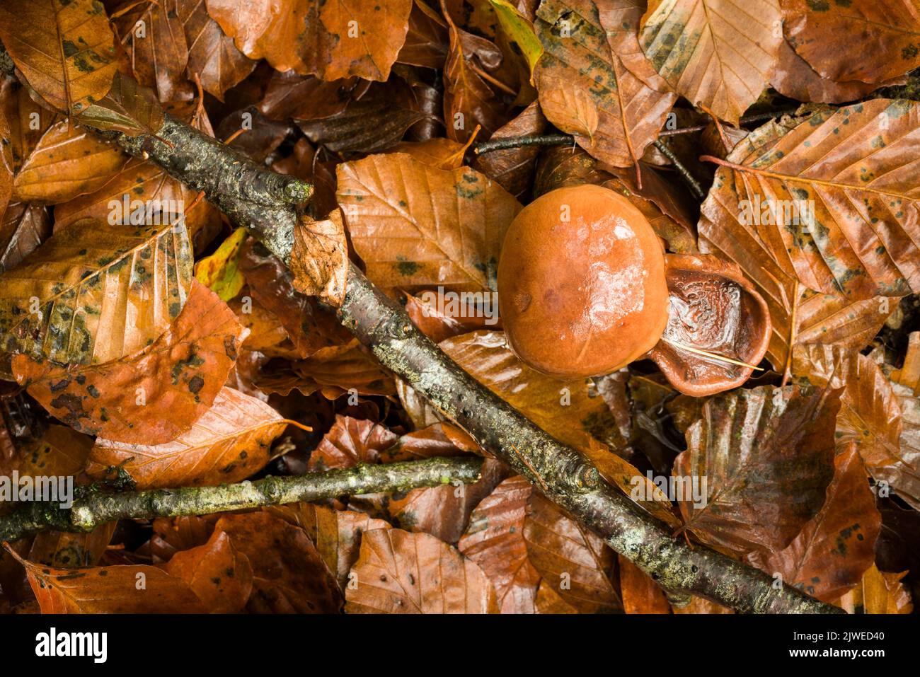 Champignons Chevalier brûlé (Tricholoma ustale) poussant dans la litière de feuilles sous un hêtre commun dans une forêt à feuilles larges dans les collines de Mendip, Somerset, Angleterre. Banque D'Images
