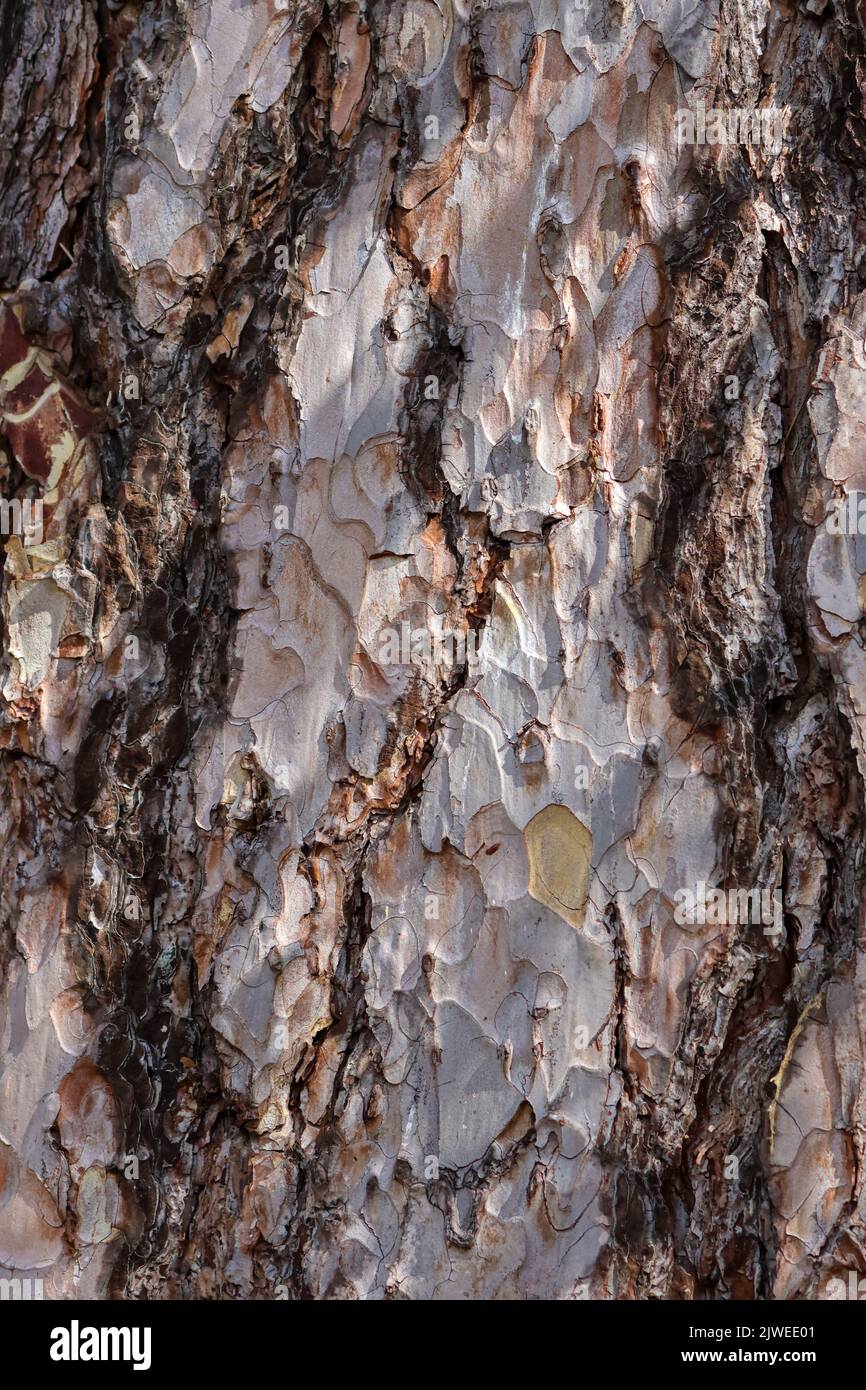 Écorce de pin autrichien ou de pin noir 'Pinus nigra'. Gros plan de tronc en bois texturé rugueux. Arrière-plan vertical nature. Dublin, Irlande Banque D'Images