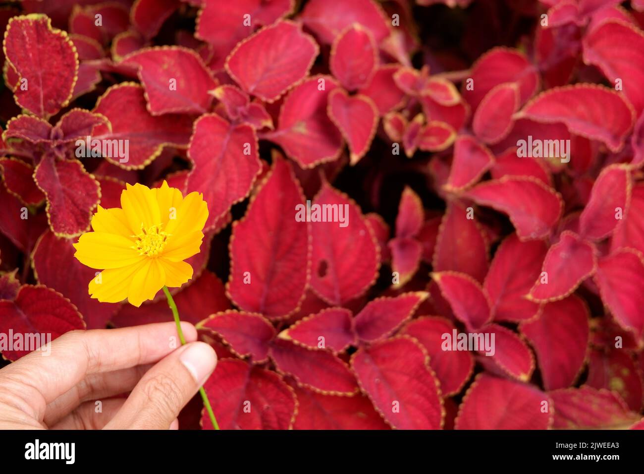 Gros plan d'une main tenant une fleur jaune contre un buisson avec des feuilles rouges, Indonésie Banque D'Images