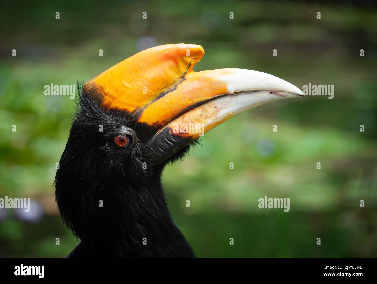 Profil rapproché d'un oiseau de l'Hornbill, Bornéo, Indonésie Banque D'Images