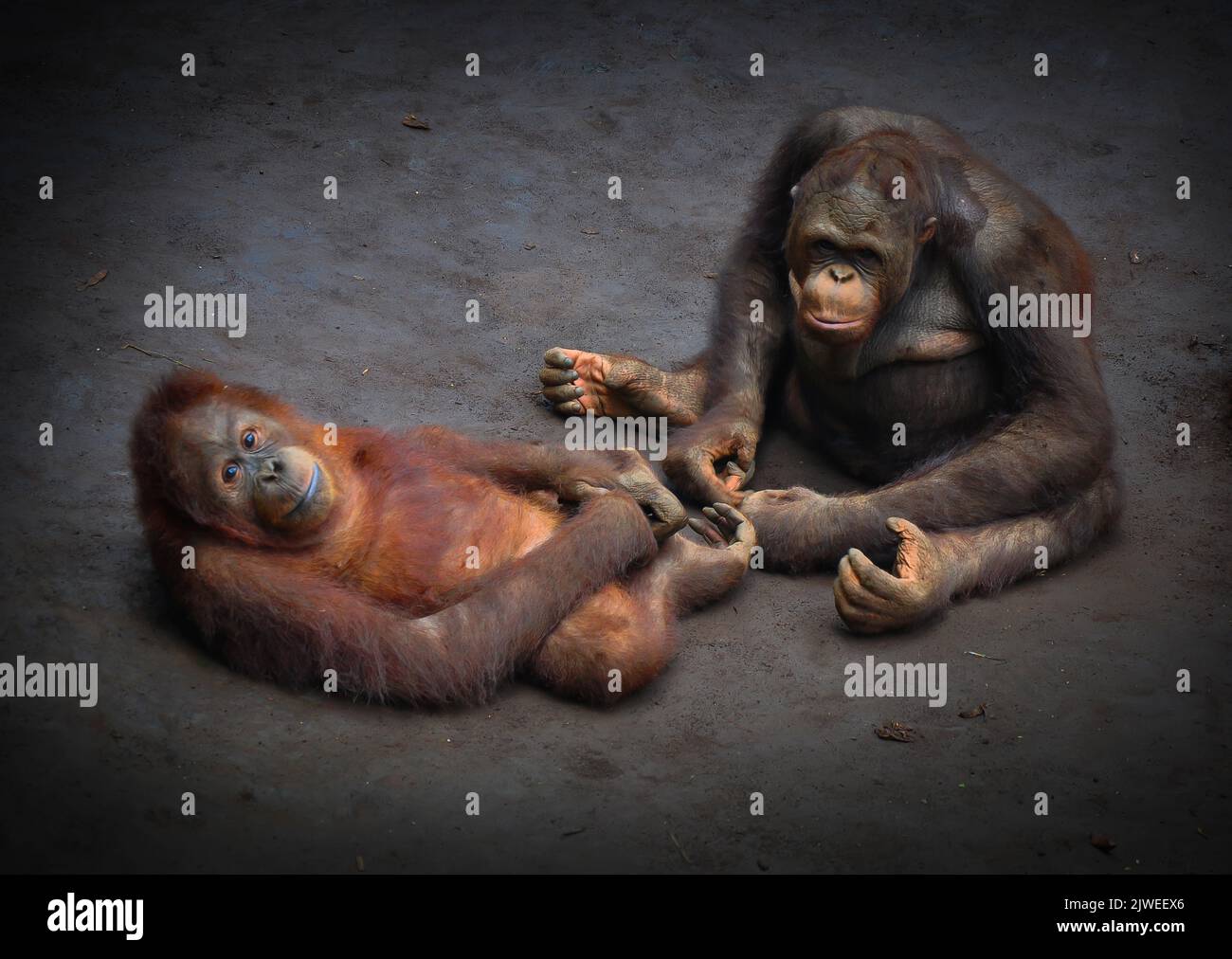 Deux orangs-outangs assis sur le terrain, Bornéo, Indonésie Banque D'Images