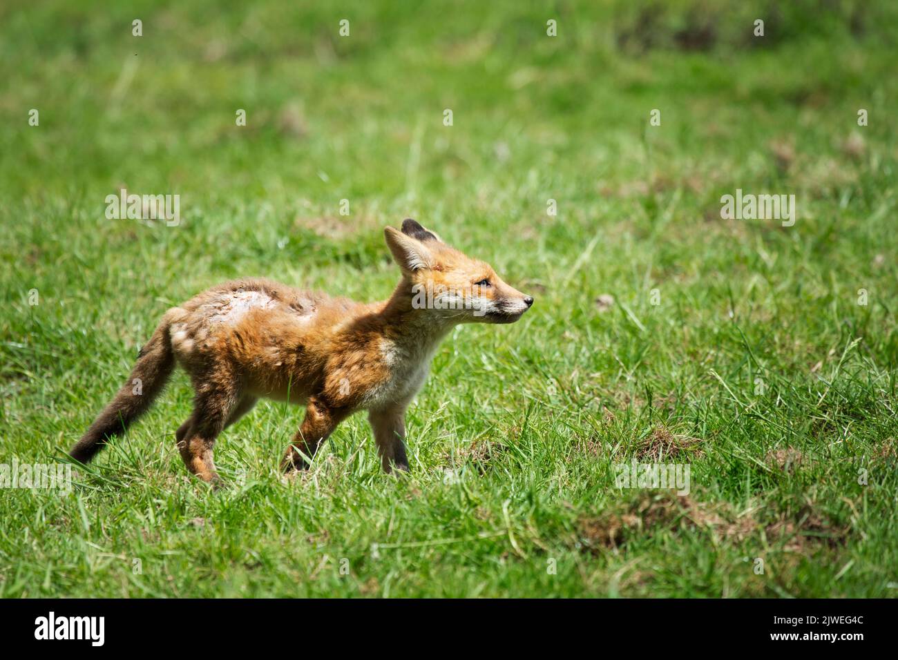 Un renard cub avec une mange sarcopte Banque D'Images