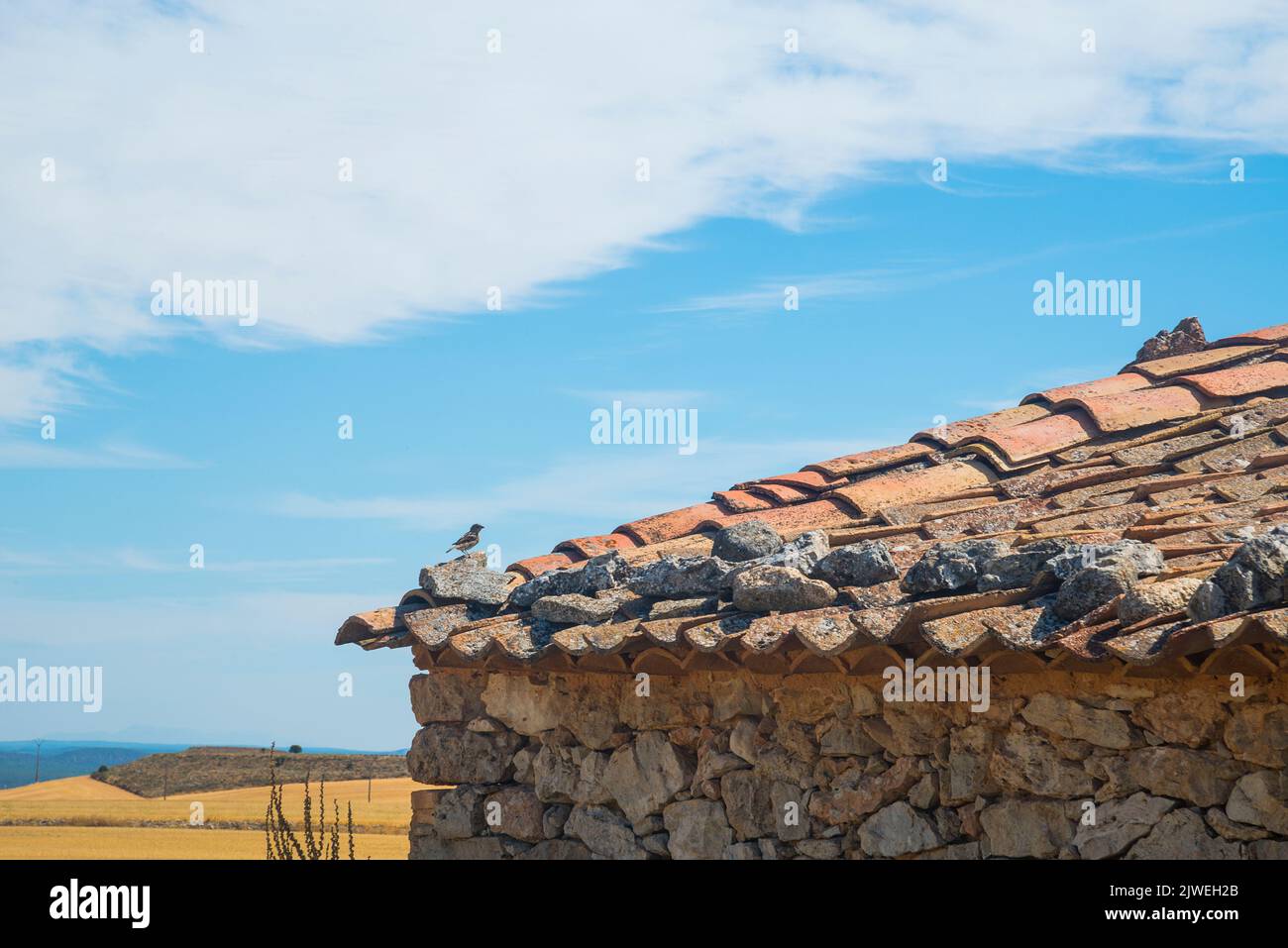 Oiseau sur toit carrelé. Banque D'Images