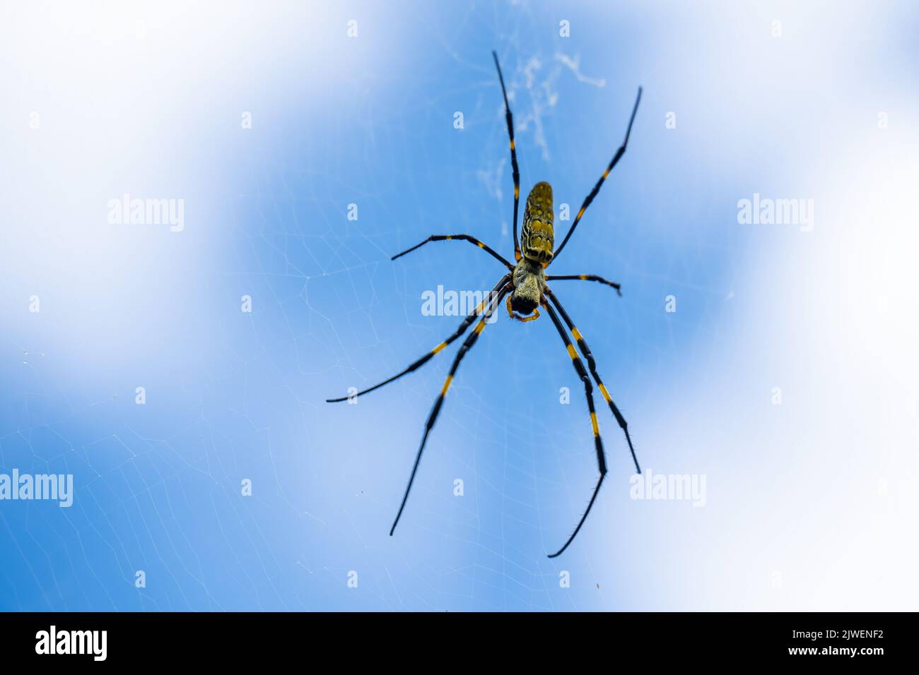 L'araignée Joro (Trichonila clavata), une espèce envahissante d'Asie qui se trouve maintenant en Géorgie et en Caroline du Sud aux États-Unis, sur son vaste réseau. Banque D'Images