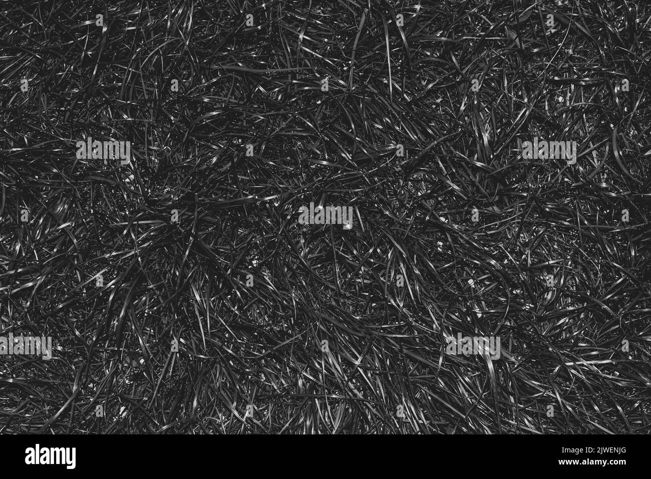 Herbe noire. Vue de dessus. Arrière-plan de fond Banque D'Images