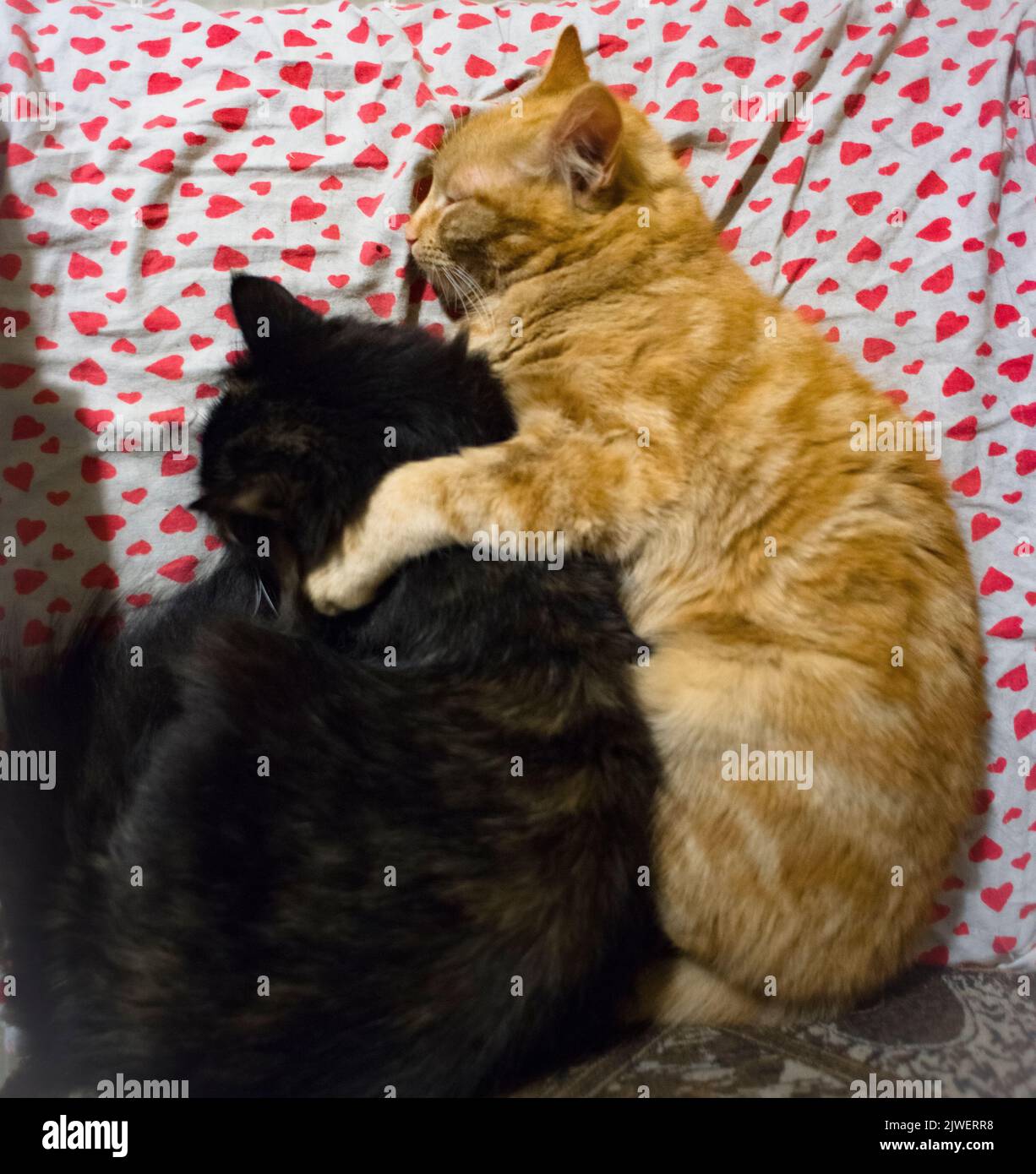 Chaton rouge, et sa mère noire dorment dans le hug Banque D'Images