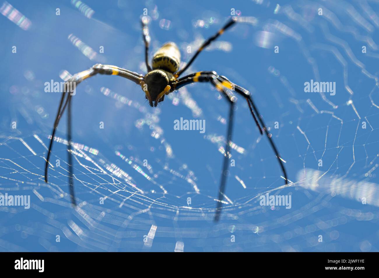 Approche de la femelle araignée Joro (Trichonila clavata) sur son web à Snellville (Metro Atlanta), Géorgie. (ÉTATS-UNIS) Banque D'Images