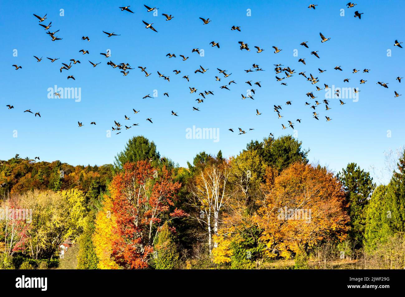 Groupe d'oies du Canada volant en formation. Paysage d'automne. Migration des oiseaux Banque D'Images