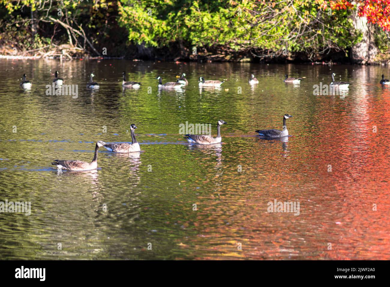 Grand groupe d'oies du Canada sur un étang. Paysage d'automne avec arbres colorés reflet sur l'eau. Banque D'Images