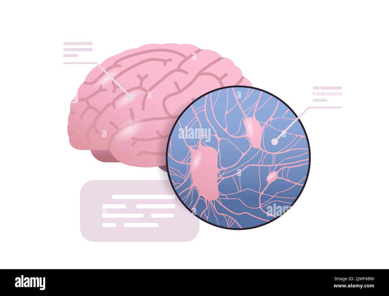 explication détaillée structure anatomique du cerveau corps humain organe interne anatomie médecine concept de santé Illustration de Vecteur