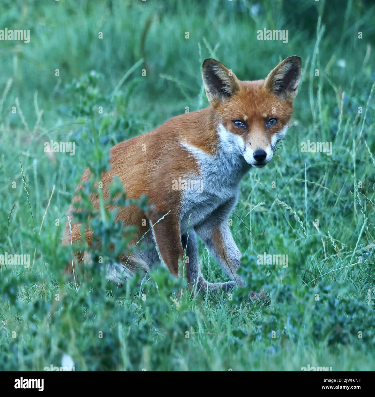 Renard urbain à Pittville Cheltenham Gloucestershire Banque D'Images