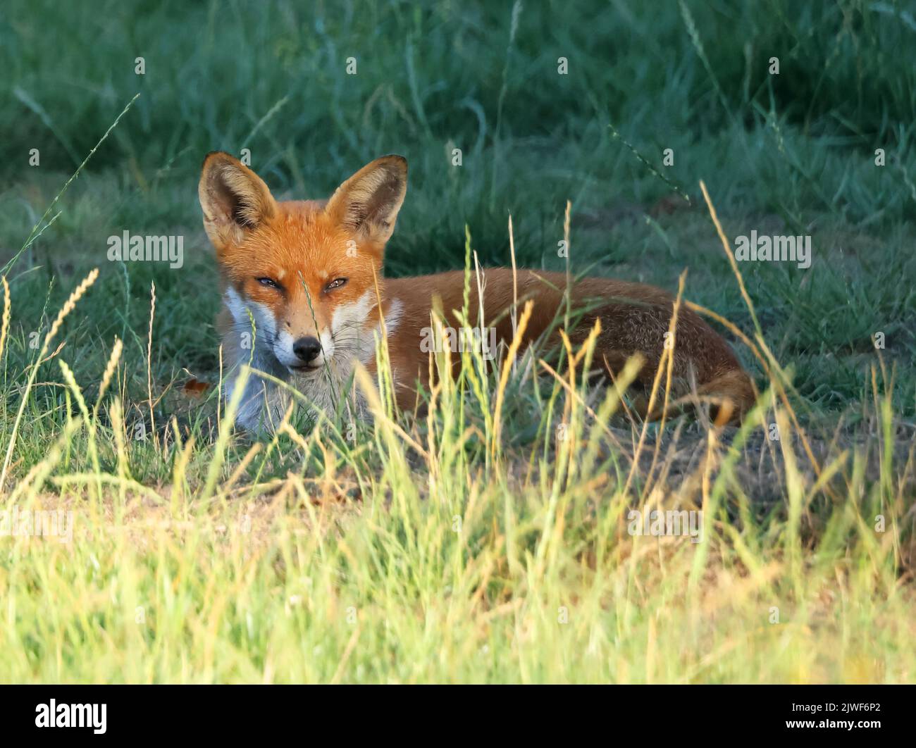 Renard urbain à Pittville Cheltenham Gloucestershire Banque D'Images
