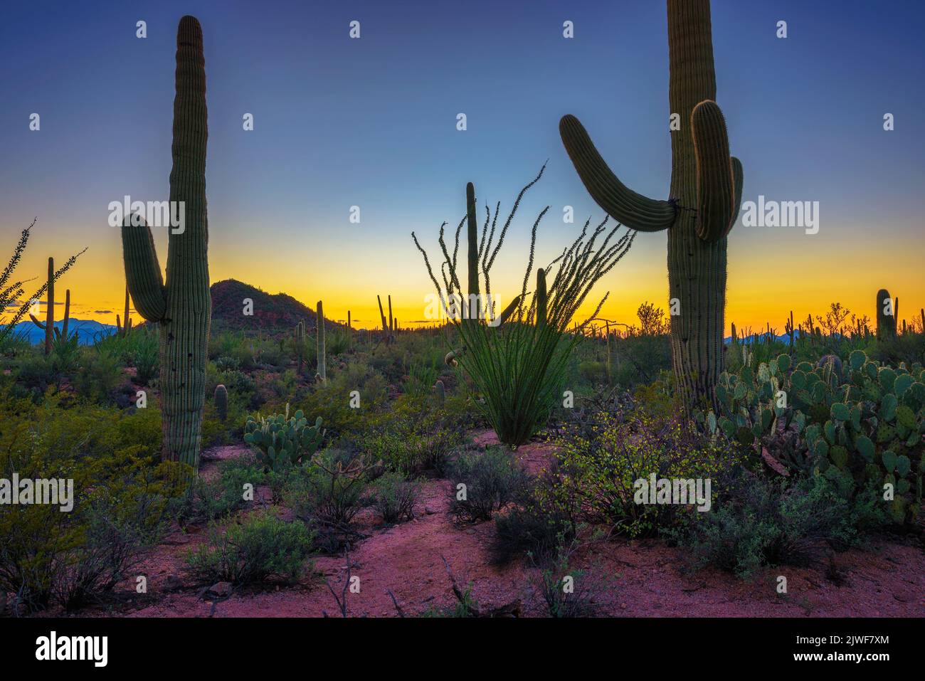 Coucher de soleil sur de grands cactus dans le parc national de Saguaro, Arizona Banque D'Images