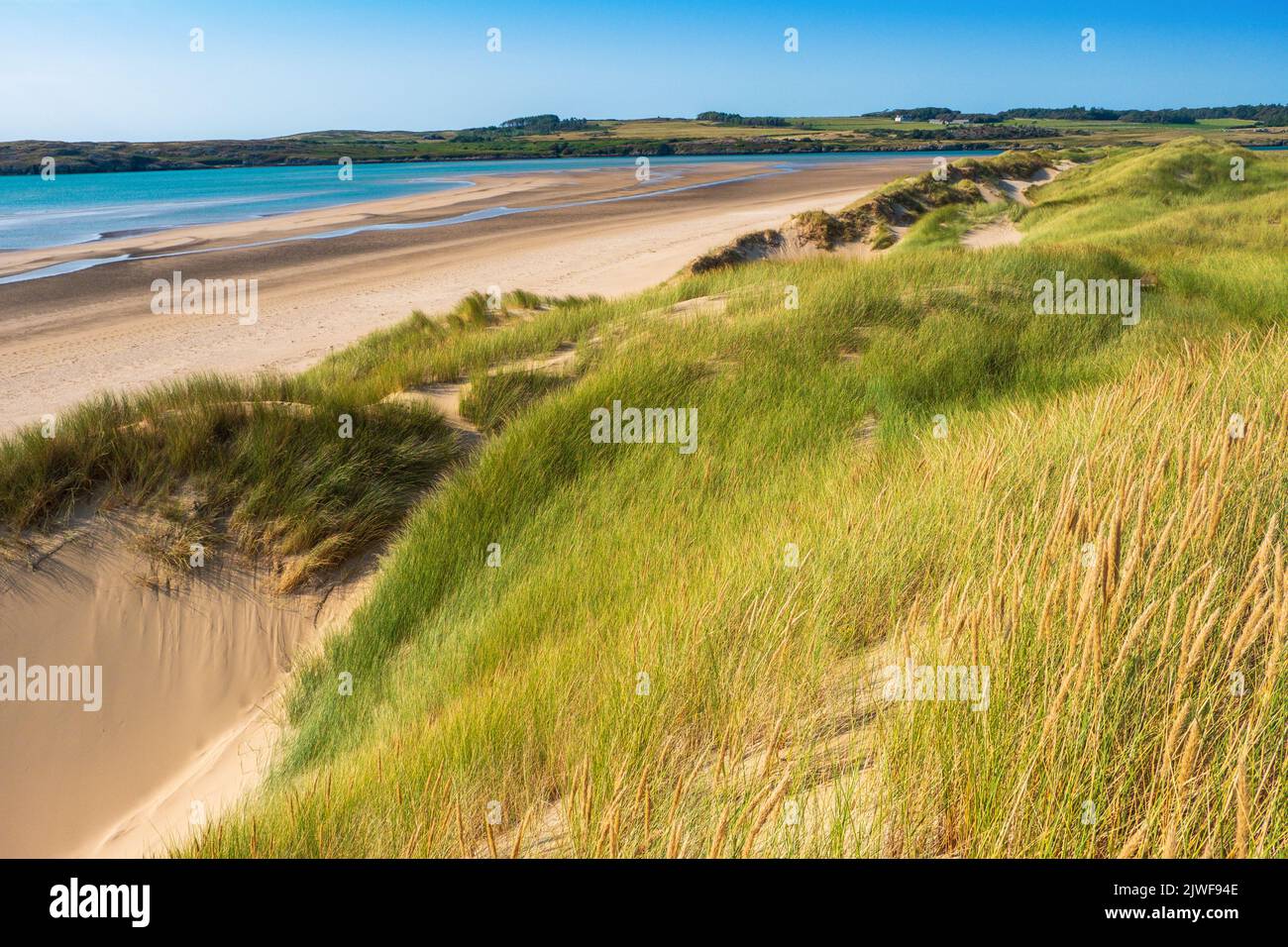 Dunes de sable et herbe de maram à Newborough , Anglesey, au nord du pays de Galles Banque D'Images