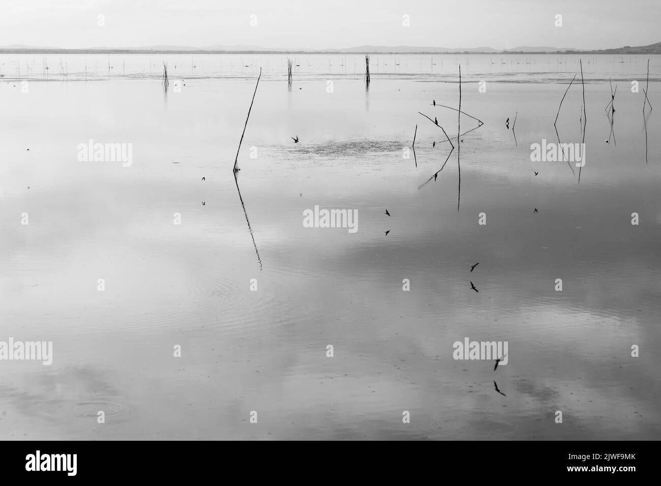Les poteaux et les oiseaux volants se réfléchit parfaitement à la surface du lac Banque D'Images