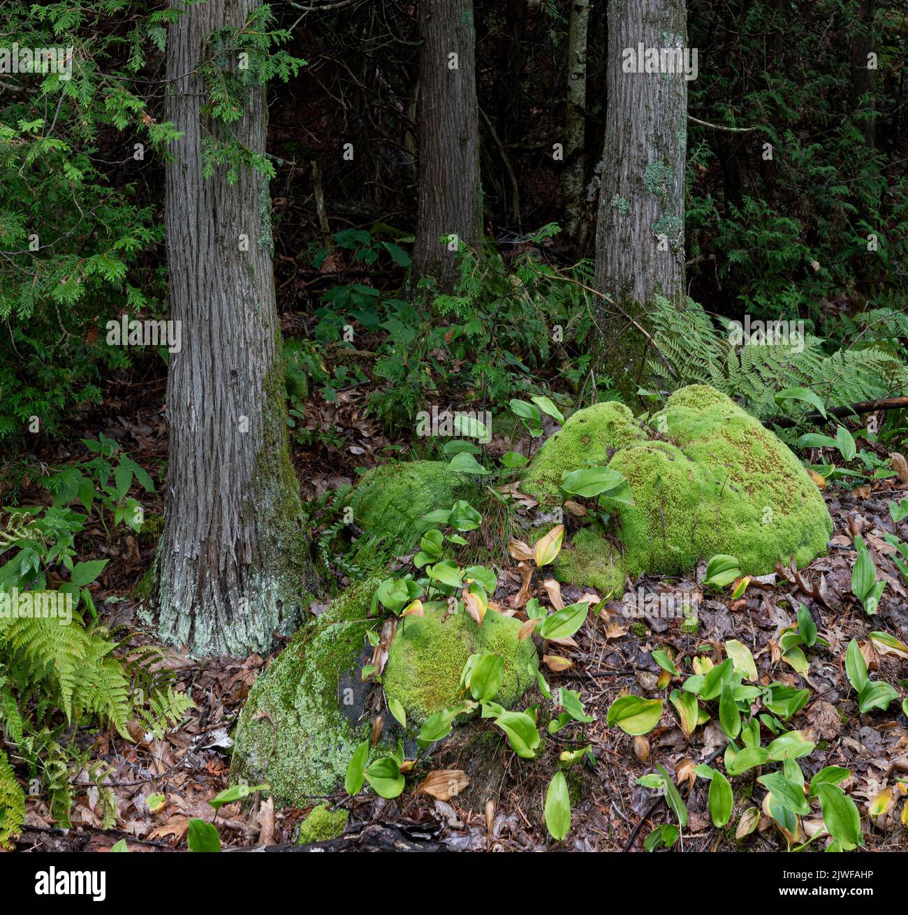 Mousses de coussins, Canada mayflower, fougères et cèdre blanc du nord dans une ancienne forêt sur une île de l'archipel des Pâques de 30 000 îles Banque D'Images