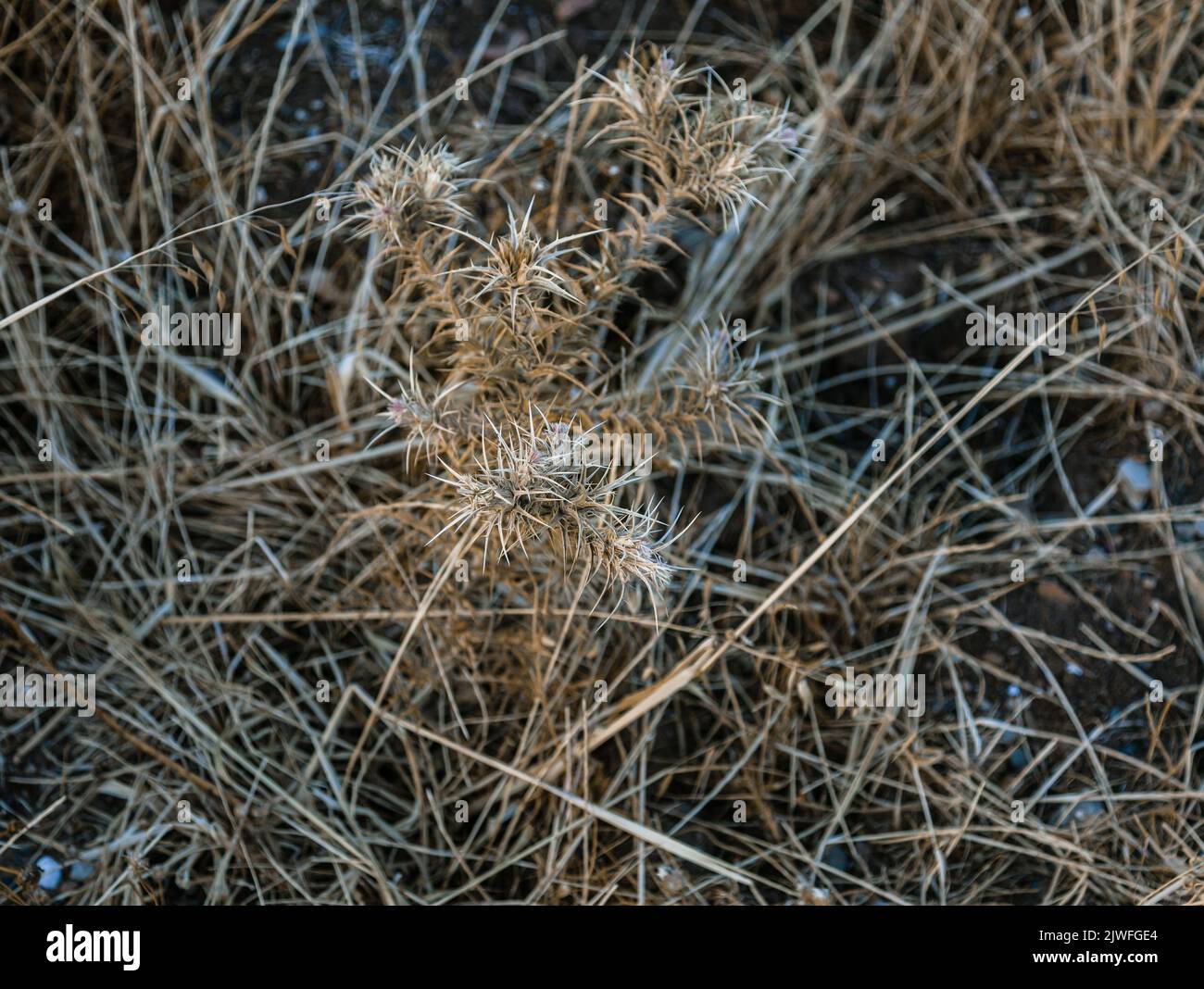 Accent sélectif sur les mauvaises herbes séchées épineuses. Arrière-plan des mauvaises herbes séchées Banque D'Images