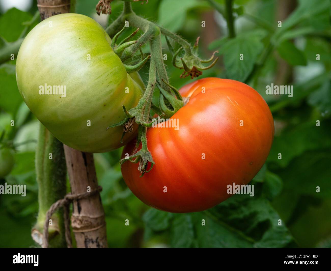 Tomates mûres rouges et vertes non mûres de l'héritage Beefsteak, Solanum lycopersicum 't Pierre' dans un treillis plus tard l'été Banque D'Images