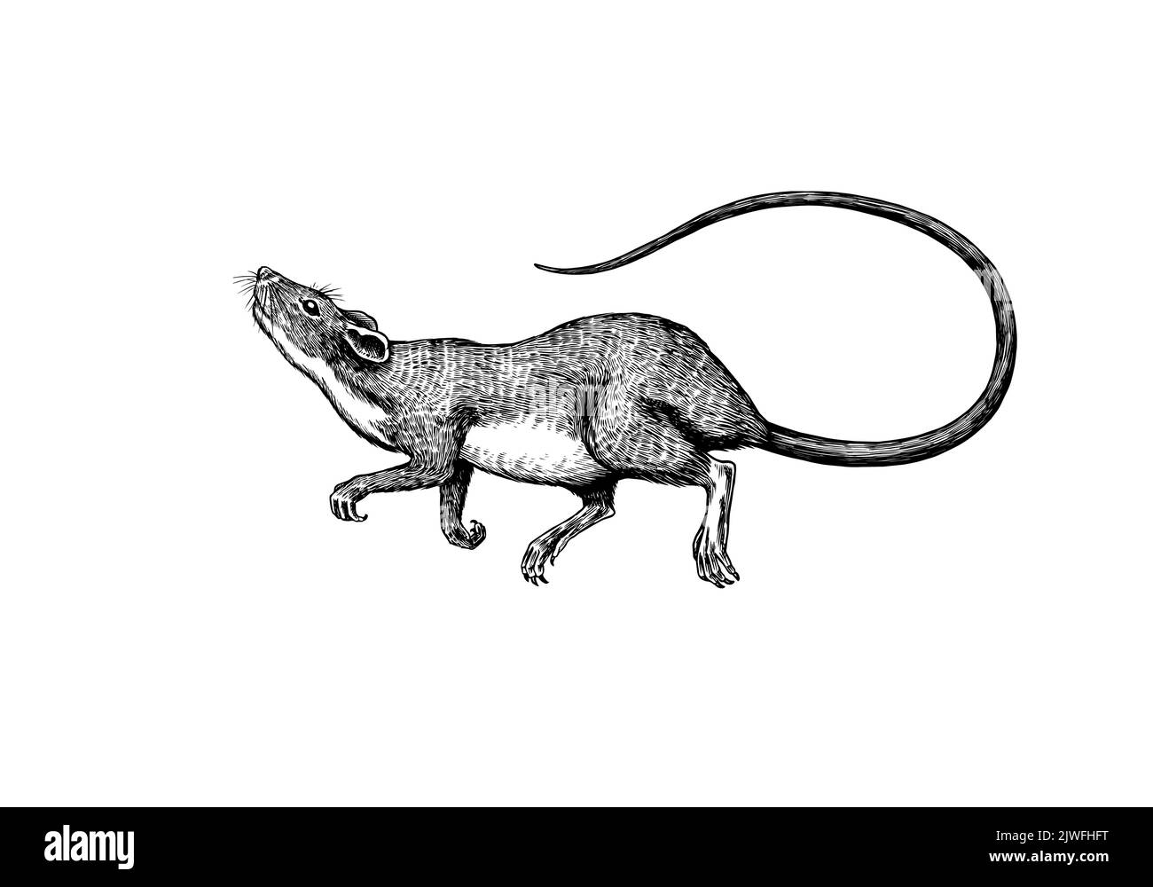 Rat ou souris en posture volante. Animal sauvage graphique. Croquis vintage dessiné à la main. Éléments de grunge gravés. Illustration de Vecteur