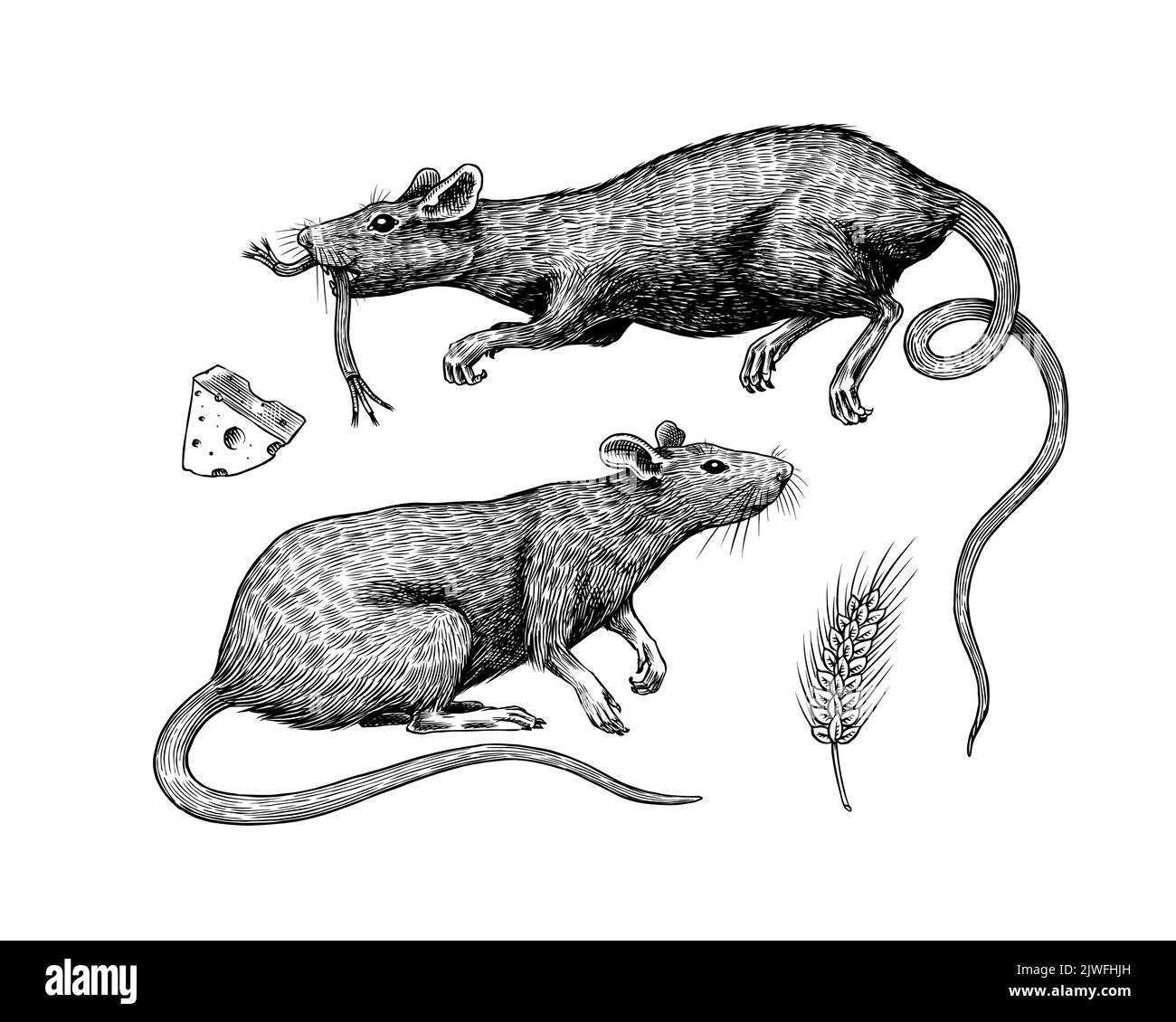 Rat ou souris au fromage. Animal sauvage graphique. Croquis vintage dessiné à la main. Éléments de grunge gravés. Illustration de Vecteur