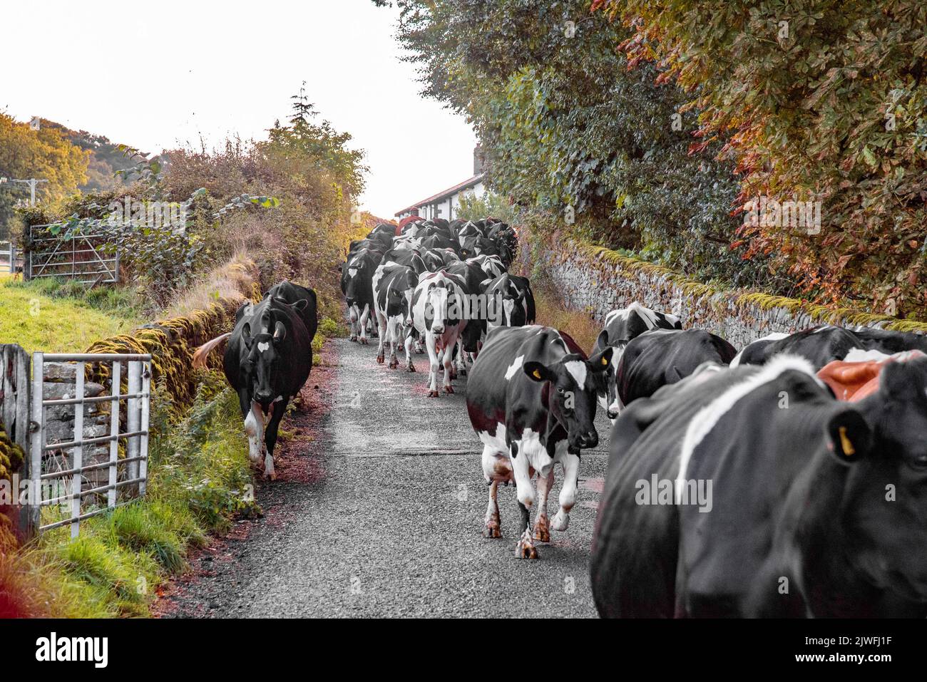 Lisez, Burnley, Lancashire, Royaume-Uni. 5th septembre 2022. Les vaches laitières, un beau matin d'automne, se rendant sur le terrain après avoir labouré près de Read, Burnley, Lancashire. Crédit : John Eveson/Alamy Live News Banque D'Images