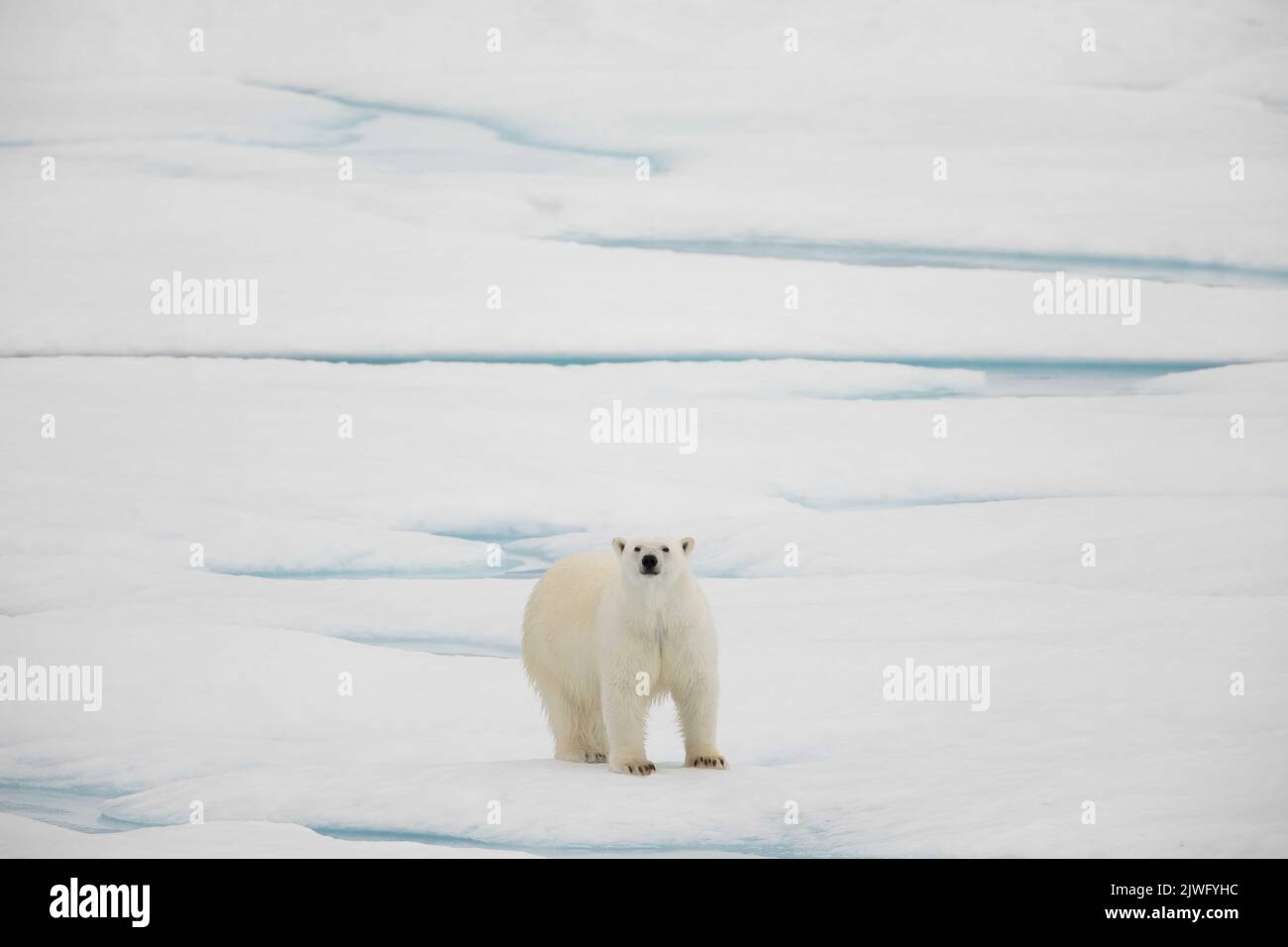 Ours polaire sur glace de mer dans la mer de Beaufort, Nunavut, Canada. Banque D'Images