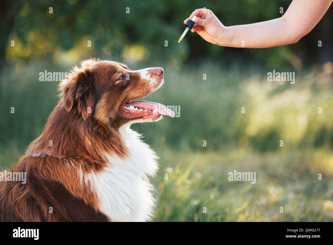 Main donnant de l'huile de CBD de chien en léchant une pipette compte-gouttes, administration orale de l'huile de chanvre pour les problèmes de santé des animaux de compagnie. Banque D'Images