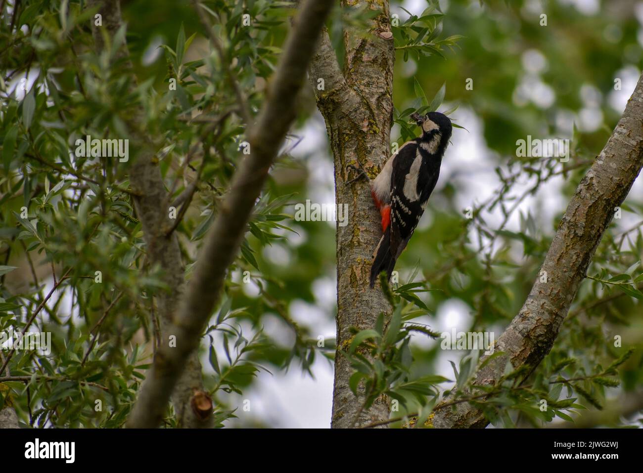 Grand pic tacheté (Dendrocopos Major, Syn.: Picoides Major) dans la forêt de Bavière Banque D'Images