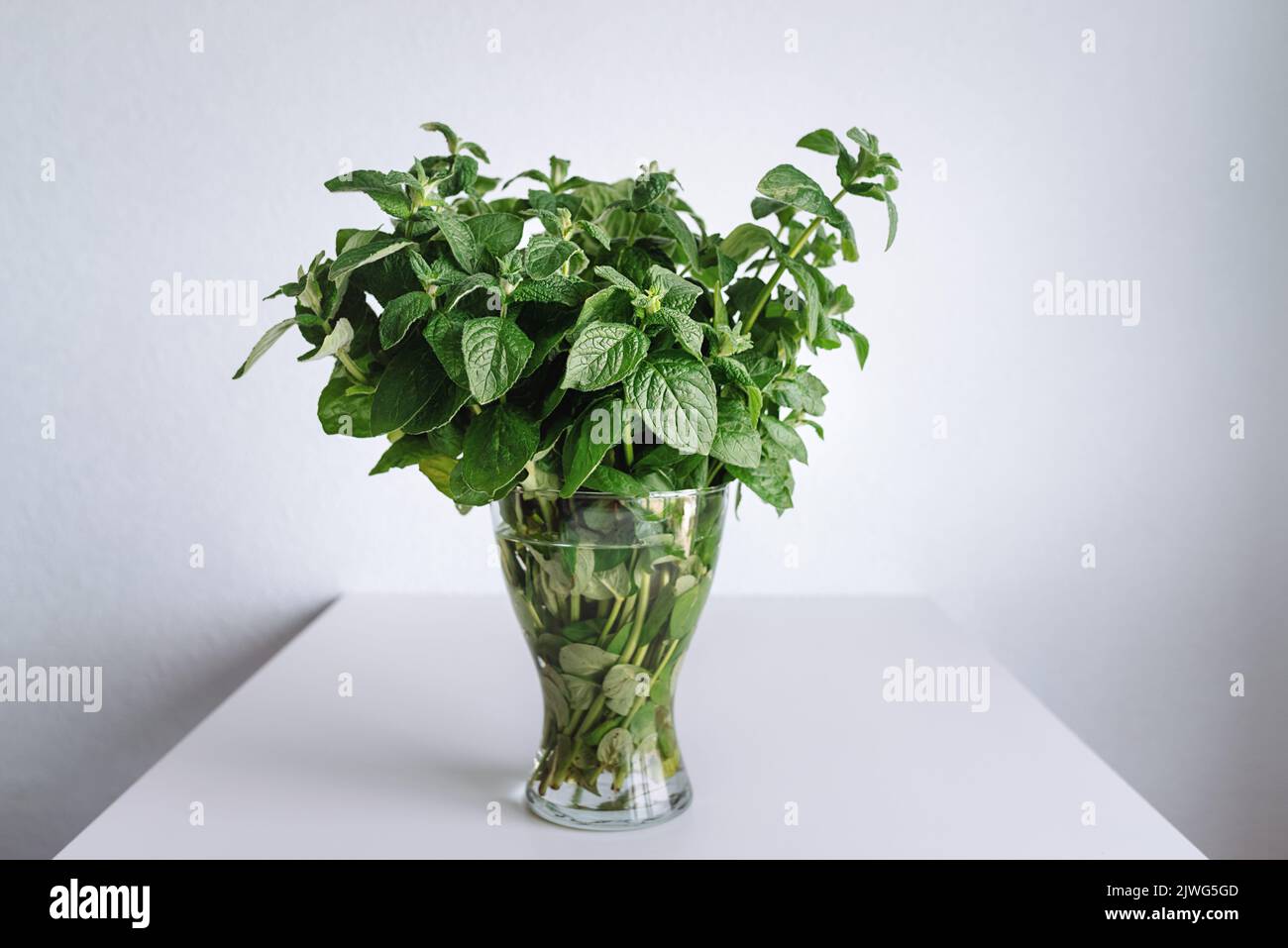 Bouquet de menthe verte. Bouquet frais dans vase en verre transparent sur table lumineuse à la maison. Plantes pour le thé et la beauté. Mise au point sélective Banque D'Images