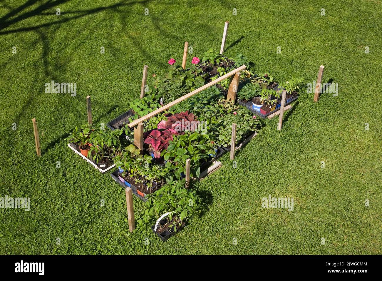 Plantes mélangées dans des contenants, y compris Pelargonium rose - géraniums, Solenostemon - Coleus sur gazon prêt à être planté dans le jardin d'arrière-cour. Banque D'Images