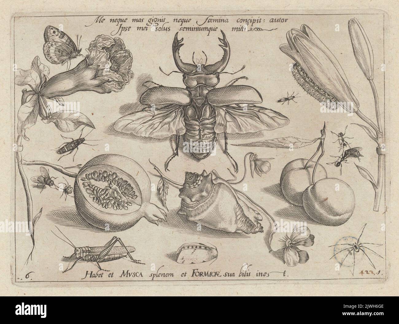 Études de plantes (p. ex. grenade), d'insectes (p. ex. cicada, coléoptère de cerf) et d'une coquille. N° de graphique 6 de la partie I du cycle. Hoefnagel, Jacob (1575-ca 1630), graphiste, Hoefnagel, Joris (1542-1601), rapporteur pour avis, caricaturiste Banque D'Images
