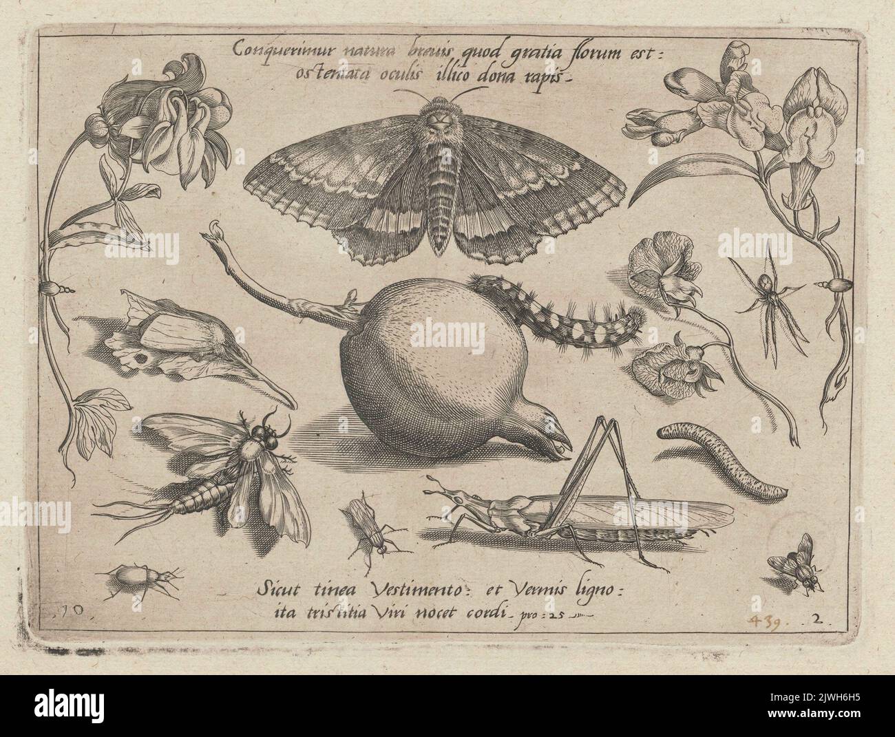 Études de plantes (par exemple calabash, orchidée), insectes (cicada, larves), graphique 10 de la partie II du cycle. Hoefnagel, Jacob (1575-ca 1630), graphiste, Hoefnagel, Joris (1542-1601), rapporteur pour avis, caricaturiste Banque D'Images