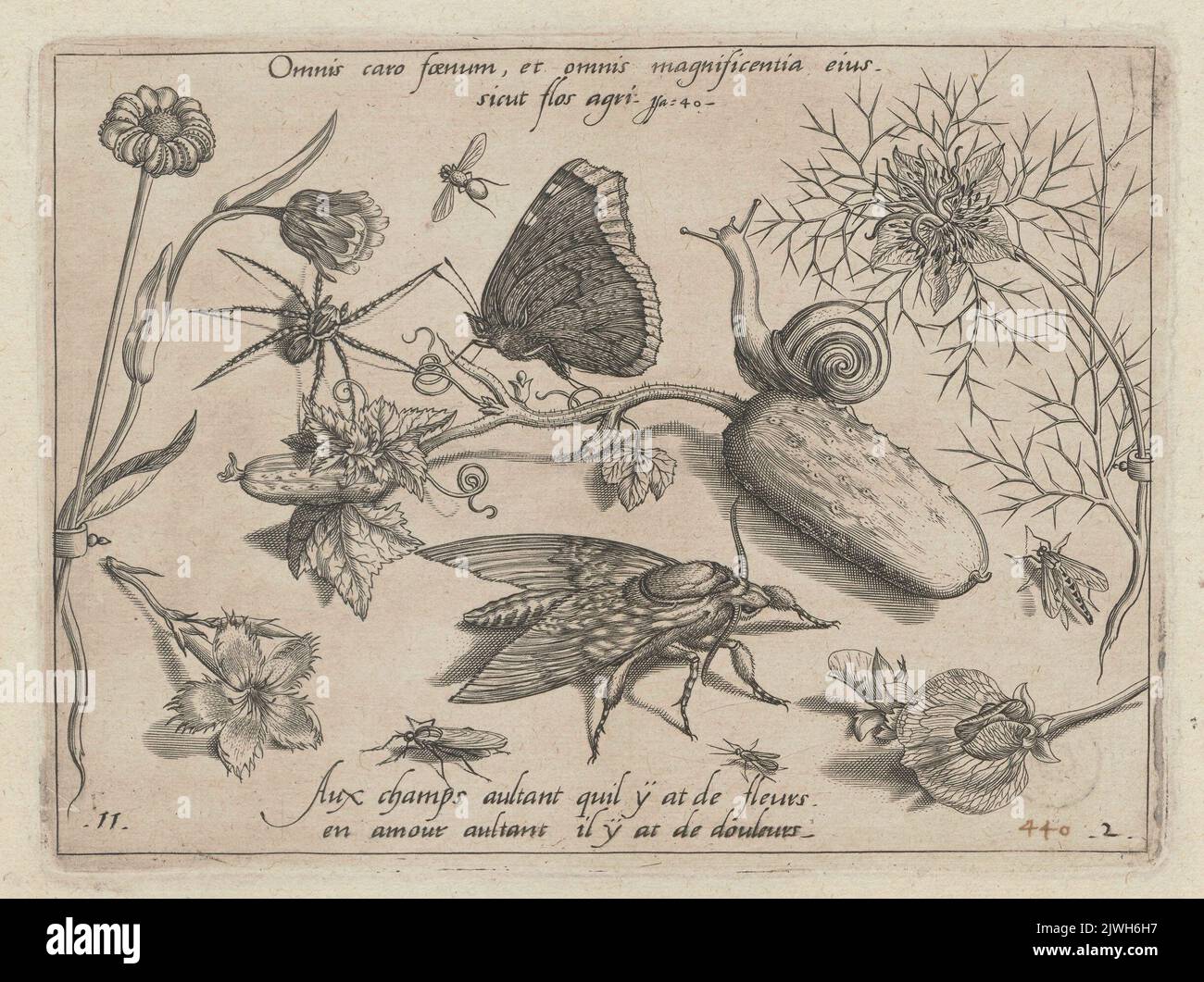 Études de plantes (p. ex. orchidée, concombre), insectes (papillon, papillon, coléoptère), Escargot; graphique 11 de la partie II du cycle. Hoefnagel, Jacob (1575-ca 1630), graphiste, Hoefnagel, Joris (1542-1601), rapporteur pour avis, caricaturiste Banque D'Images