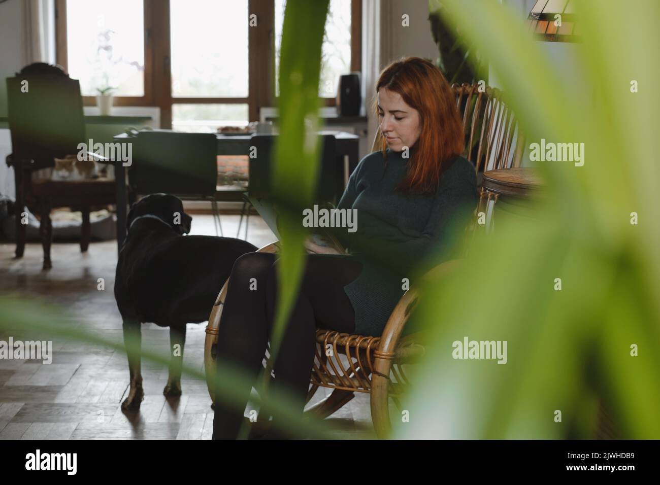 Femme sur le fauteuil à bascule lisant le livre et de l'attelage grand chien noir. Ambiance décontractée. Maison d'époque pour la vie lente. Femme à son 40s repos. Banque D'Images