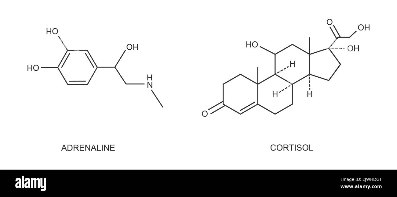 Icônes de contour du cortisol et de l'adrénaline. Hormones liées au stress produites par les glandes surrénales. Structure moléculaire de l'hydrocortisone et de l'épinéphrine isolée sur fond blanc. Illustration graphique vectorielle Illustration de Vecteur