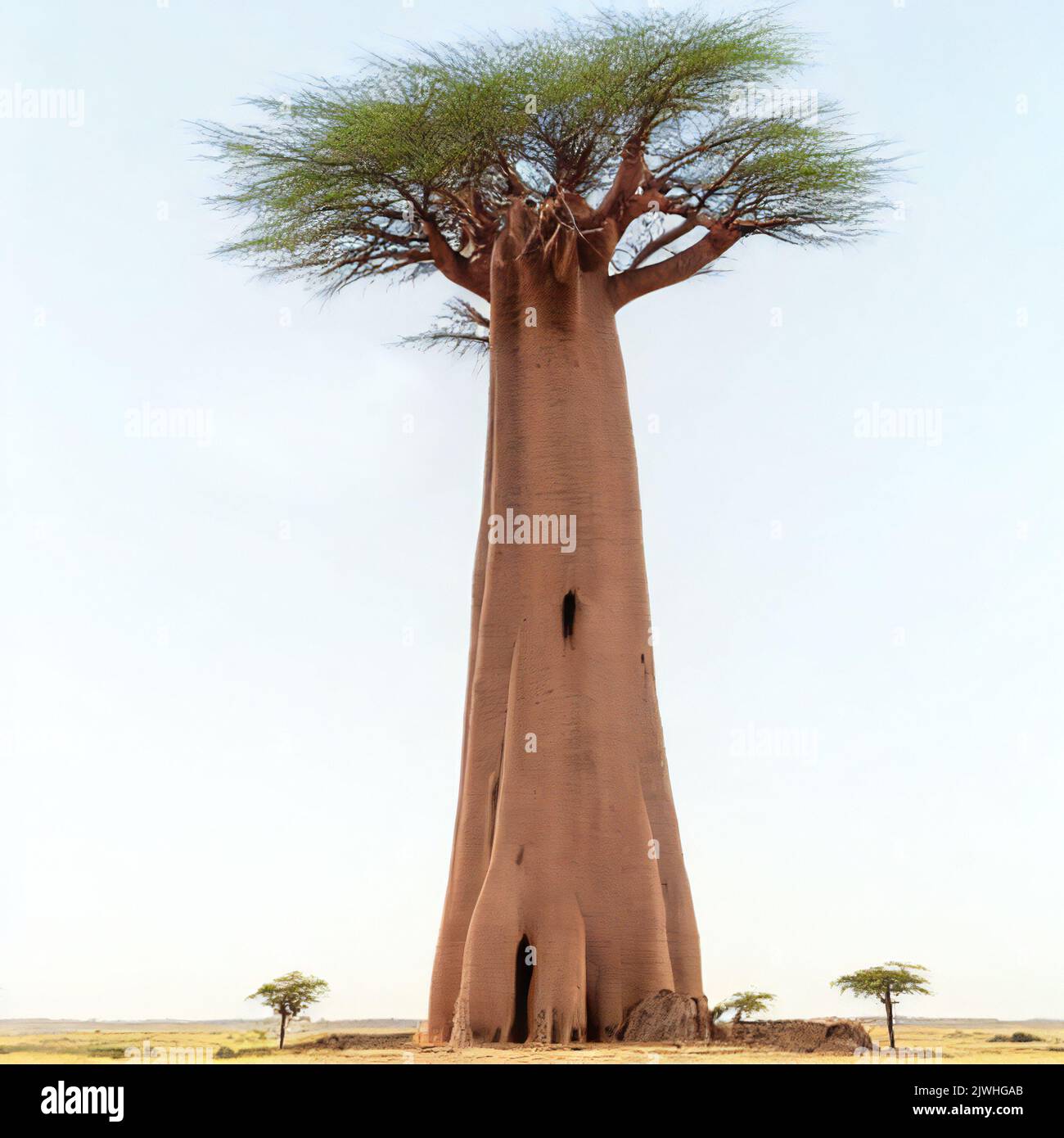 baobab dans un paysage magnifique, peinture numérique Banque D'Images