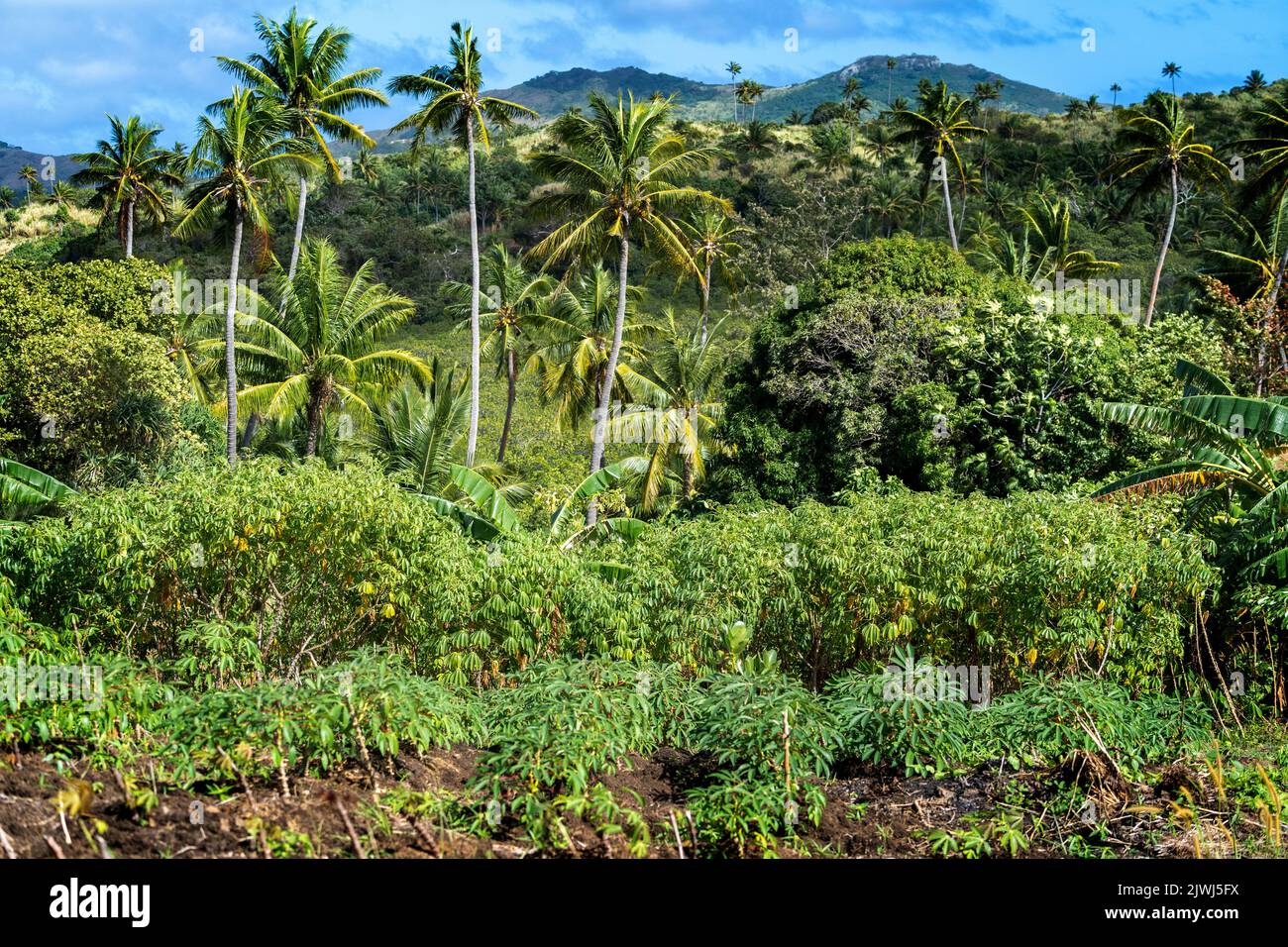 Petite parcelle familiale de plantes de manioc à flanc de colline, îles Yasawa, Fidji Banque D'Images