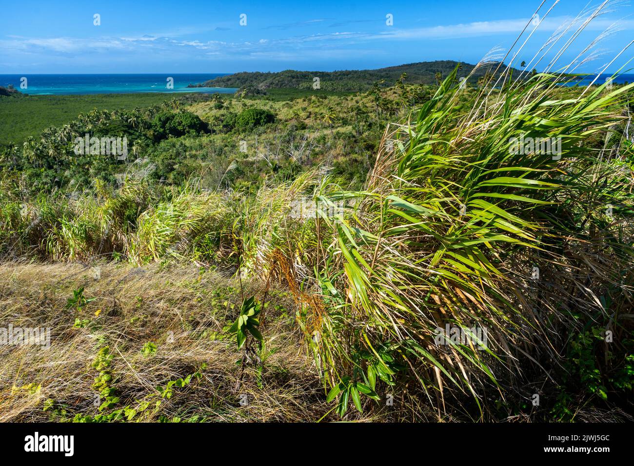 Herbes soufflant dans le vent sur la colline, îles Yasawa, Fidji Banque D'Images