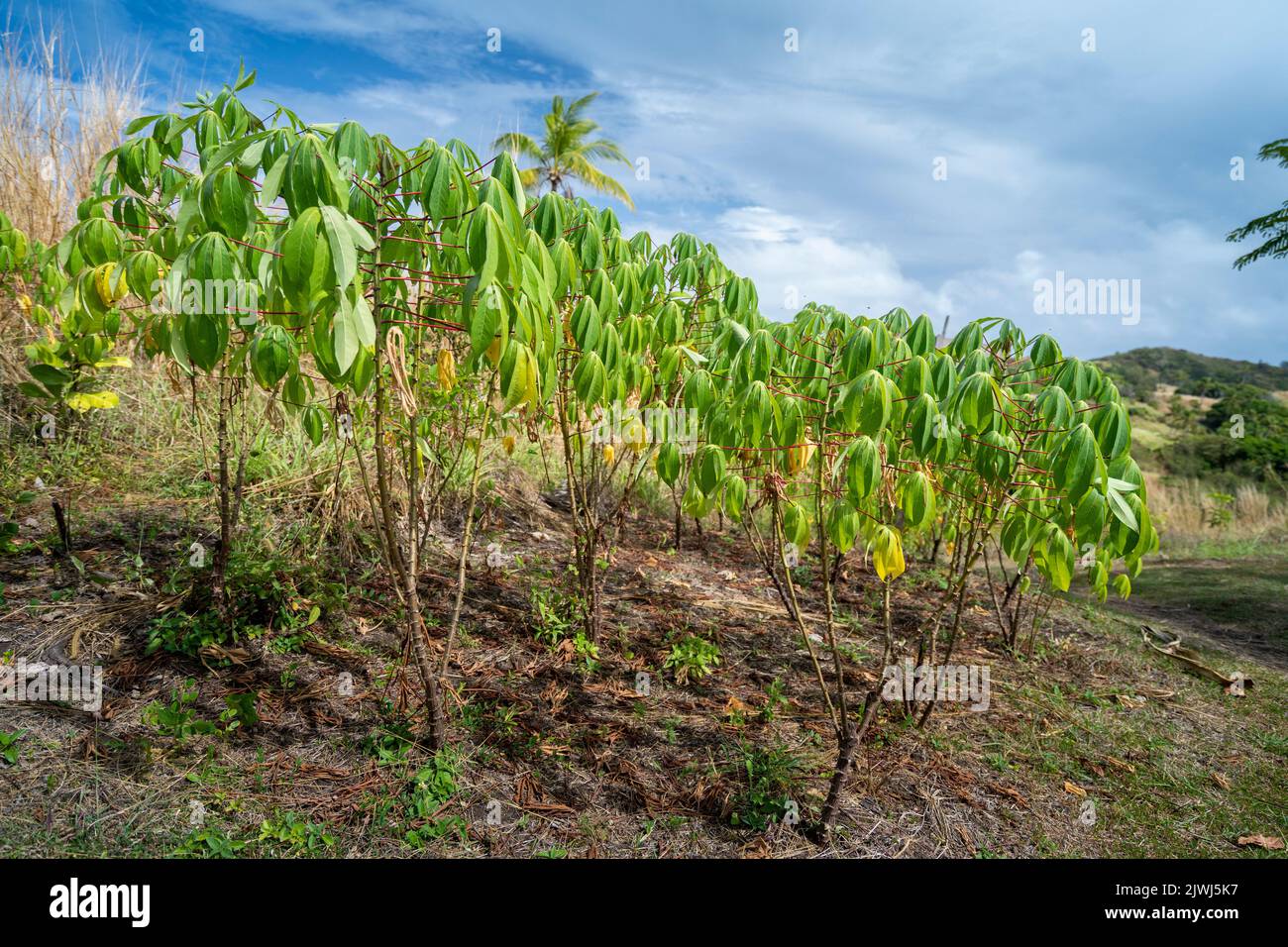 Petite parcelle familiale de plantes de manioc à flanc de colline, îles Yasawa, Fidji Banque D'Images